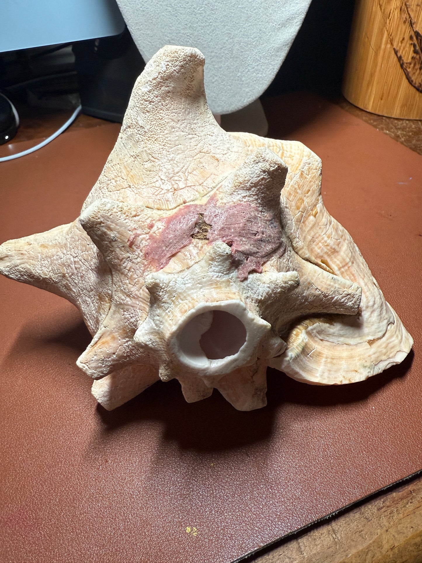 Large Aztec Disk Of Mictlantecuhtli Conch Trumpet, Piedra De Muerte, Shell Horn, 8"x7"