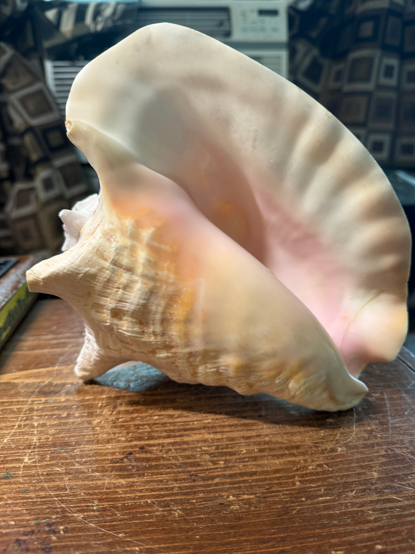 Aztec Cuitlahuac Conch Shell Horn - Seashell Trumpet, 9", Painted, Mexican, playable, repaired