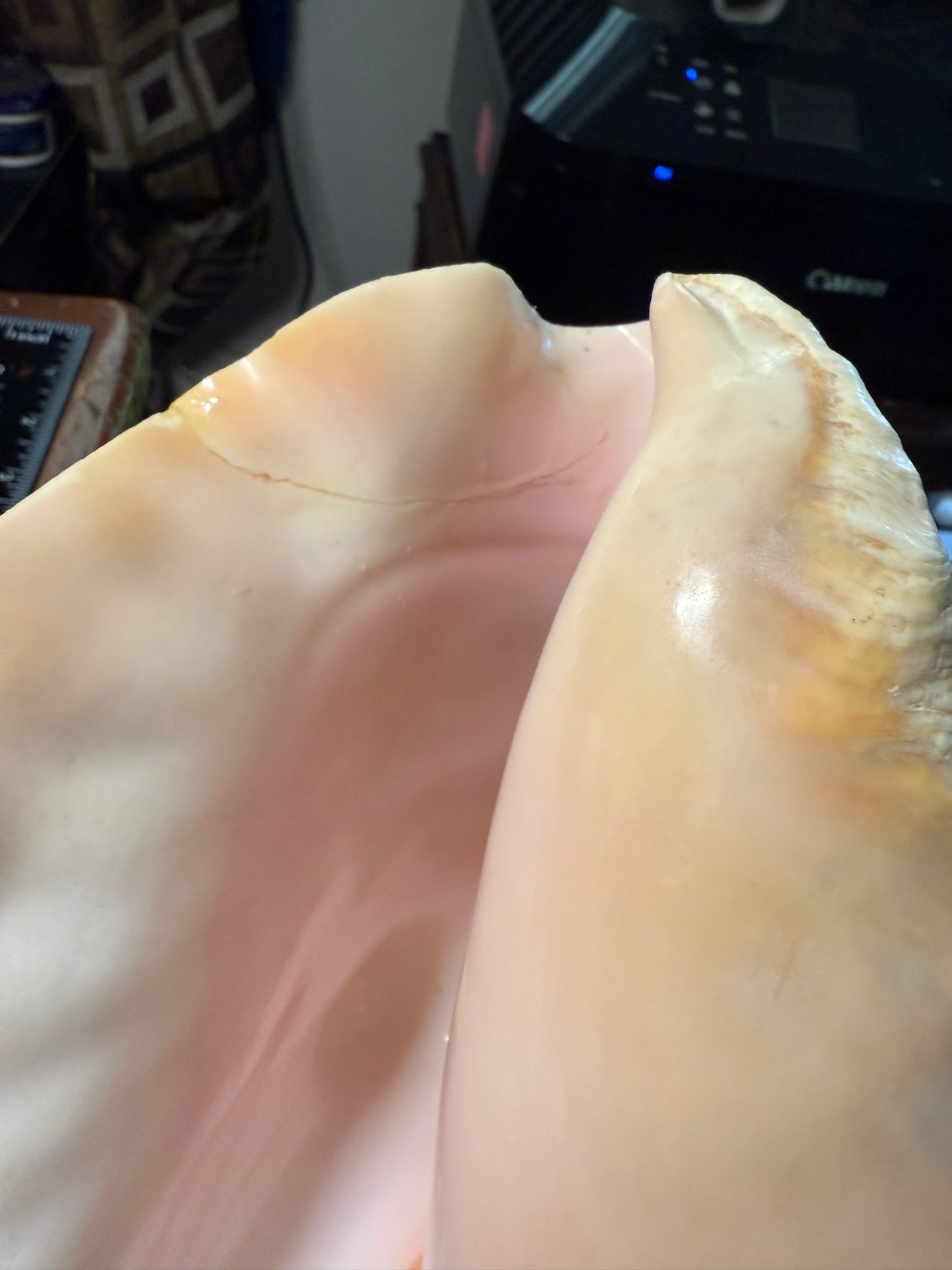 Aztec Cuitlahuac Conch Shell Horn - Seashell Trumpet, 9", Painted, Mexican, playable, repaired