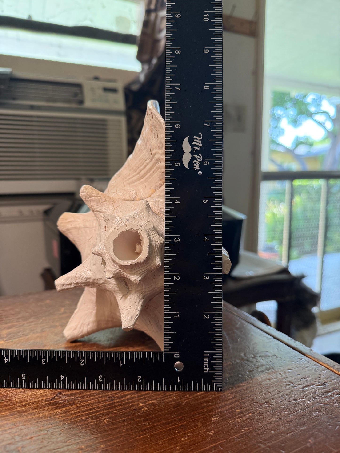 Aztec Cuitlahuac Conch Shell Horn - Seashell Trumpet, 9", Painted, Mexican, playable, repaired