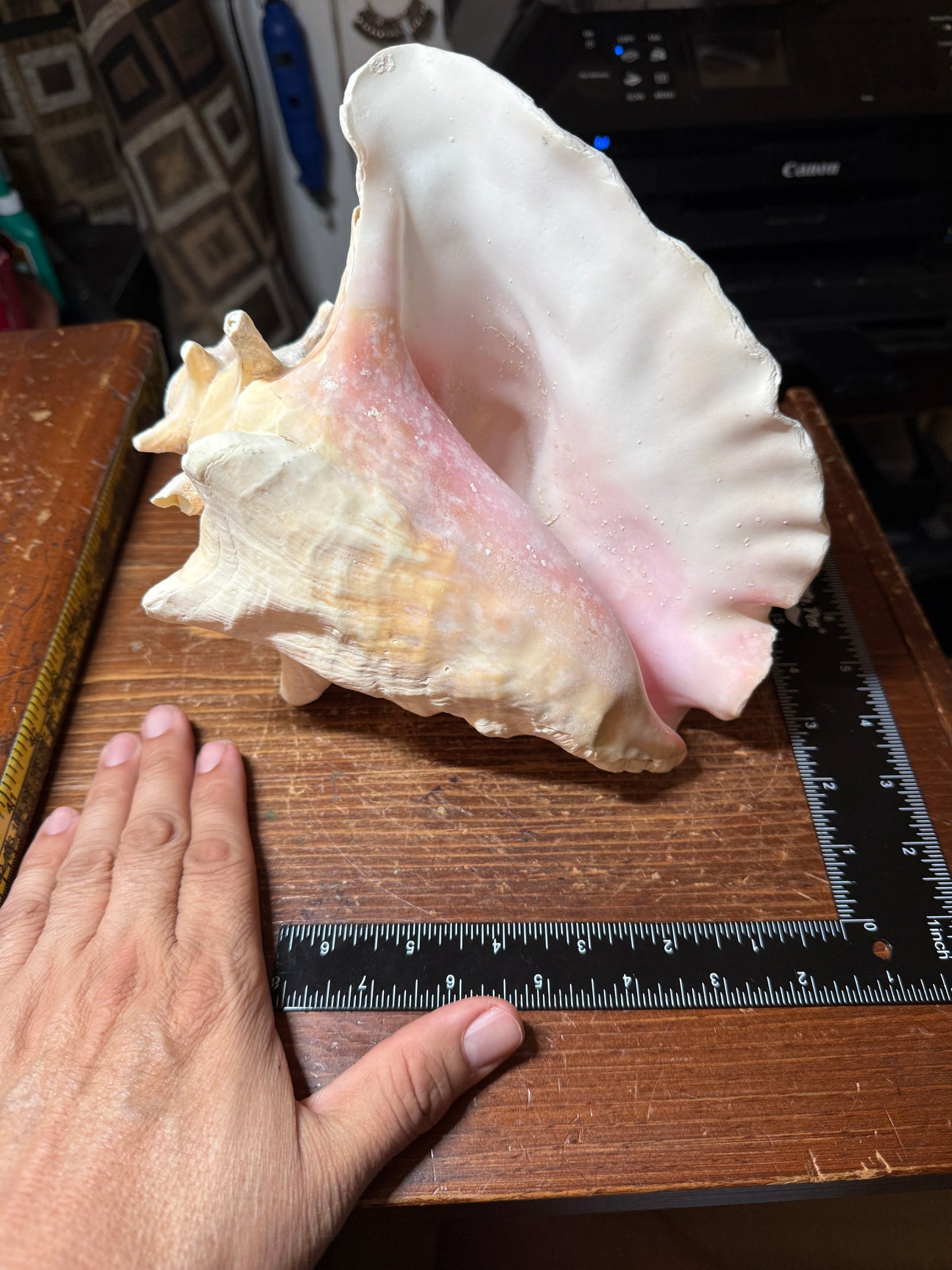 Large Aztec Mayan Mexican Conch Shell Horn - Seashell Trumpet, 9"x7" (#GN9)