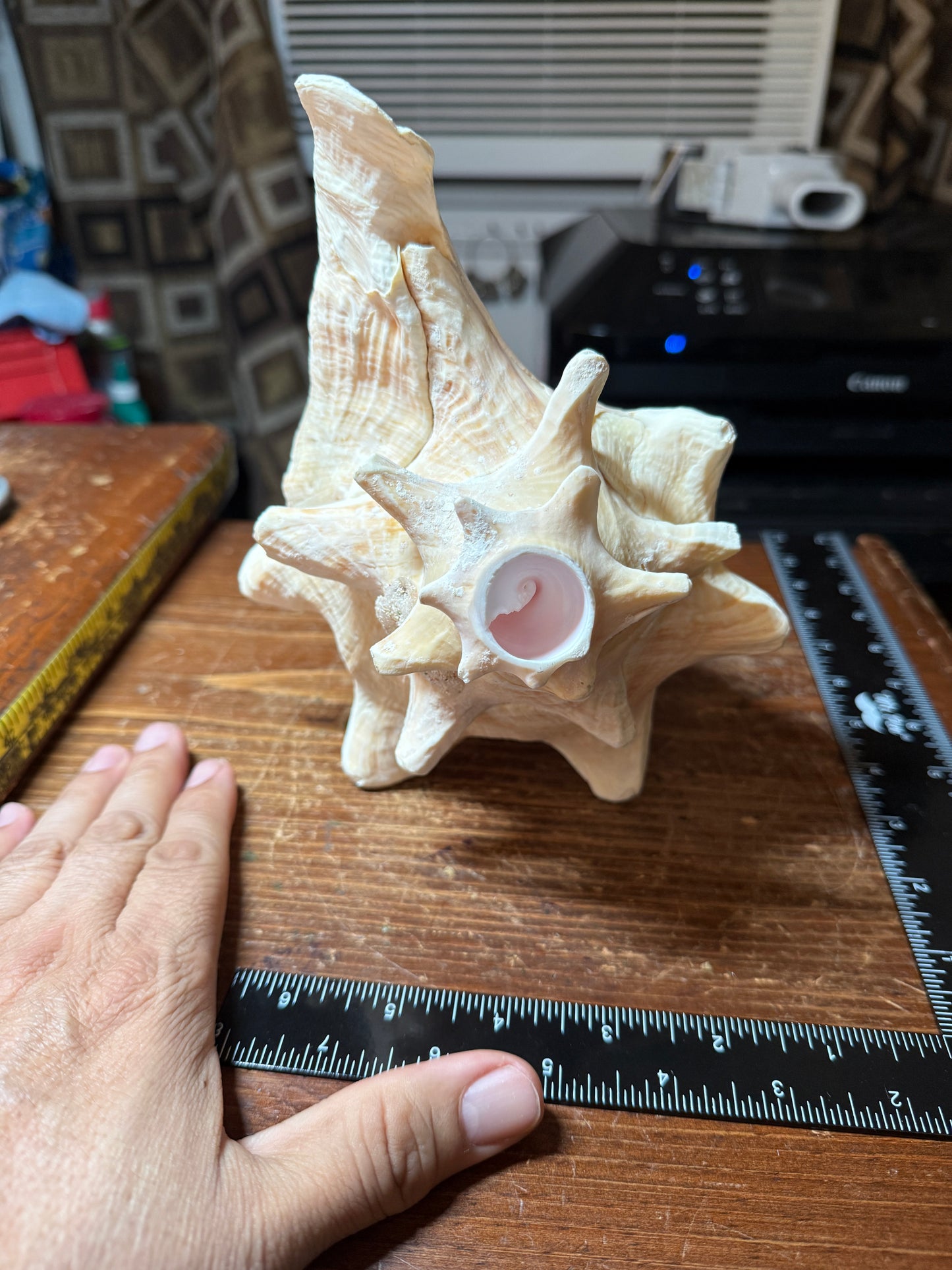 Large Aztec Mayan Mexican Conch Shell Horn - Seashell Trumpet, 9"x7" (#GN9)