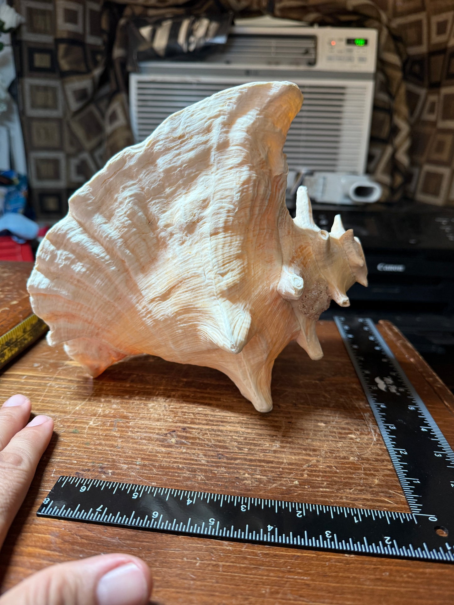 Large Aztec Mayan Mexican Conch Shell Horn - Seashell Trumpet, 9"x7" (#GN9)