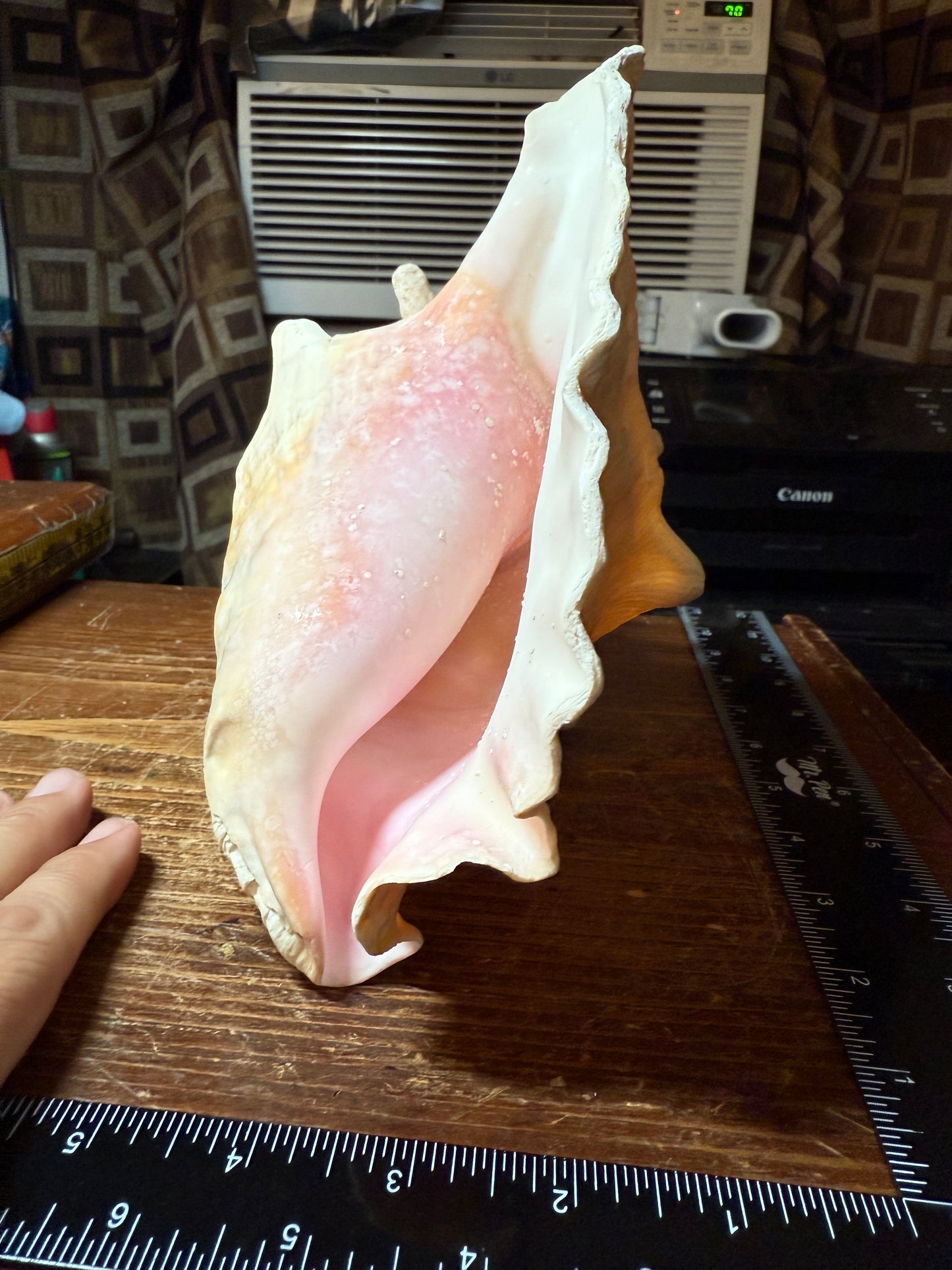 Large Aztec Mayan Mexican Conch Shell Horn - Seashell Trumpet, 9"x7" (#GN9)
