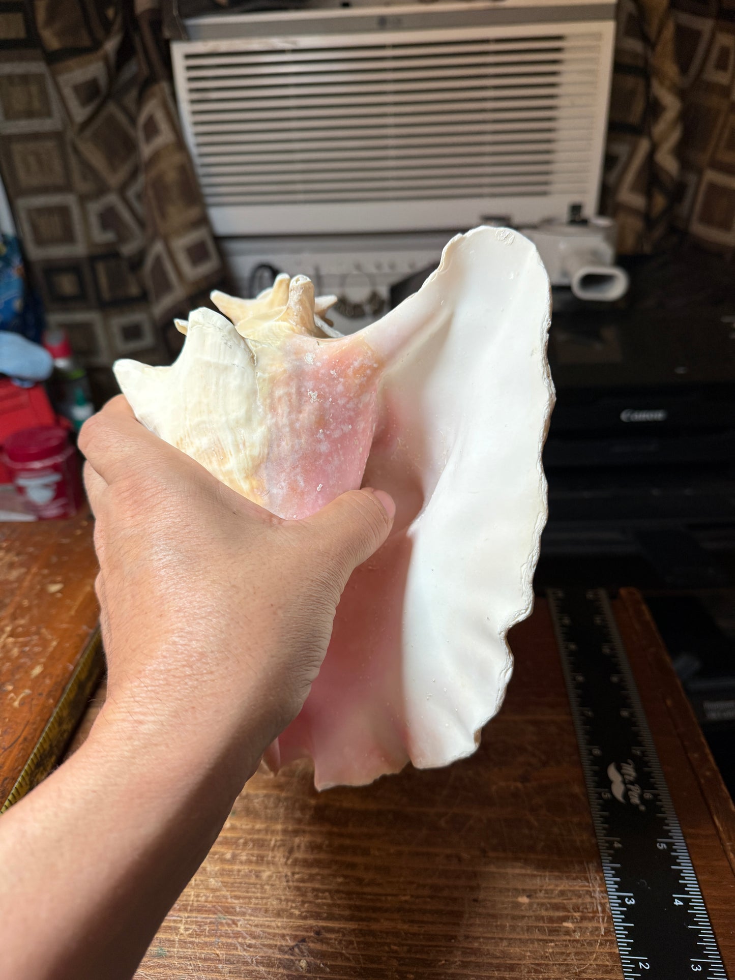 Large Aztec Mayan Mexican Conch Shell Horn - Seashell Trumpet, 9"x7" (#GN9)