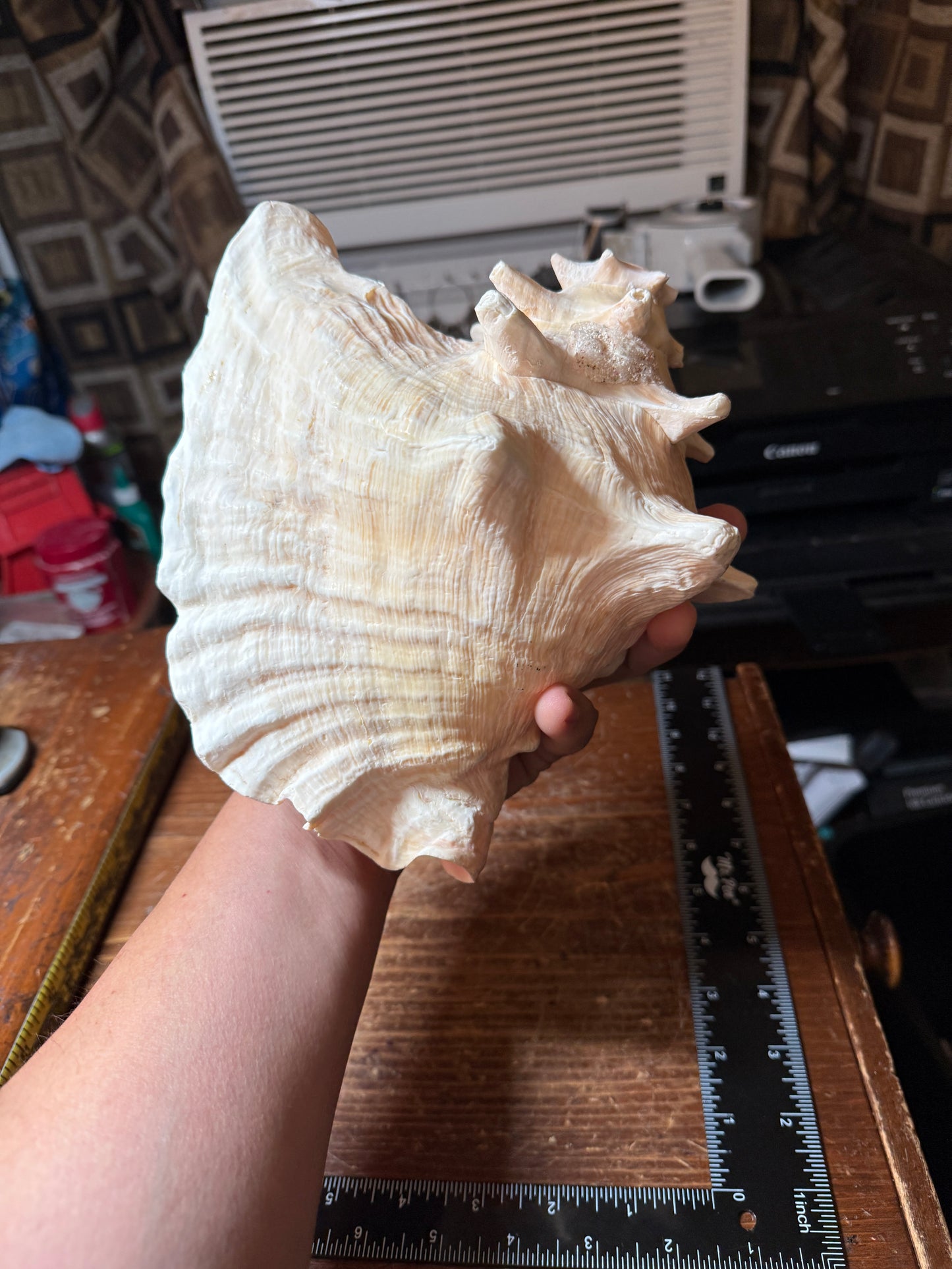 Large Aztec Mayan Mexican Conch Shell Horn - Seashell Trumpet, 9"x7" (#GN9)