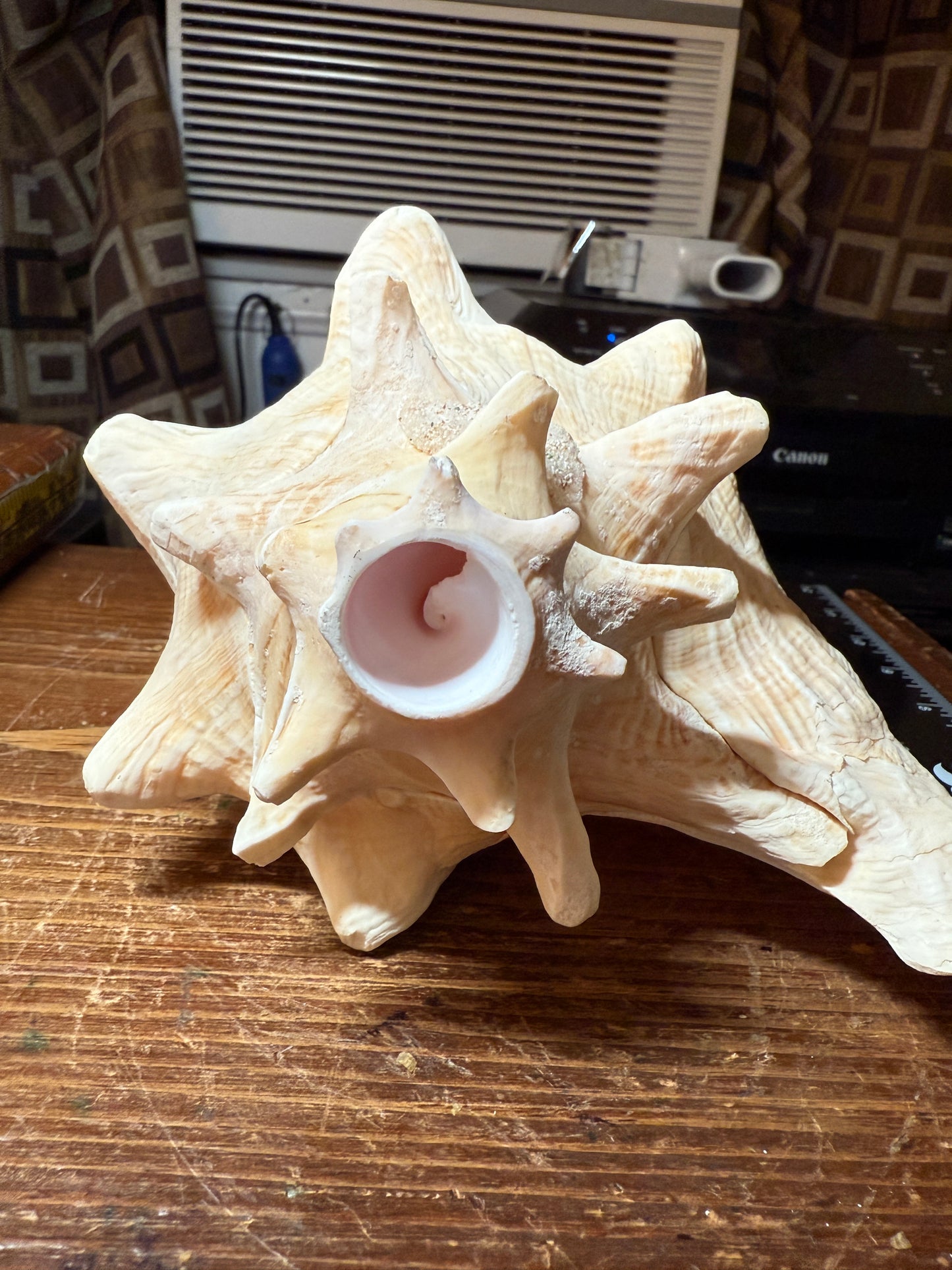 Large Aztec Mayan Mexican Conch Shell Horn - Seashell Trumpet, 9"x7" (#GN9)