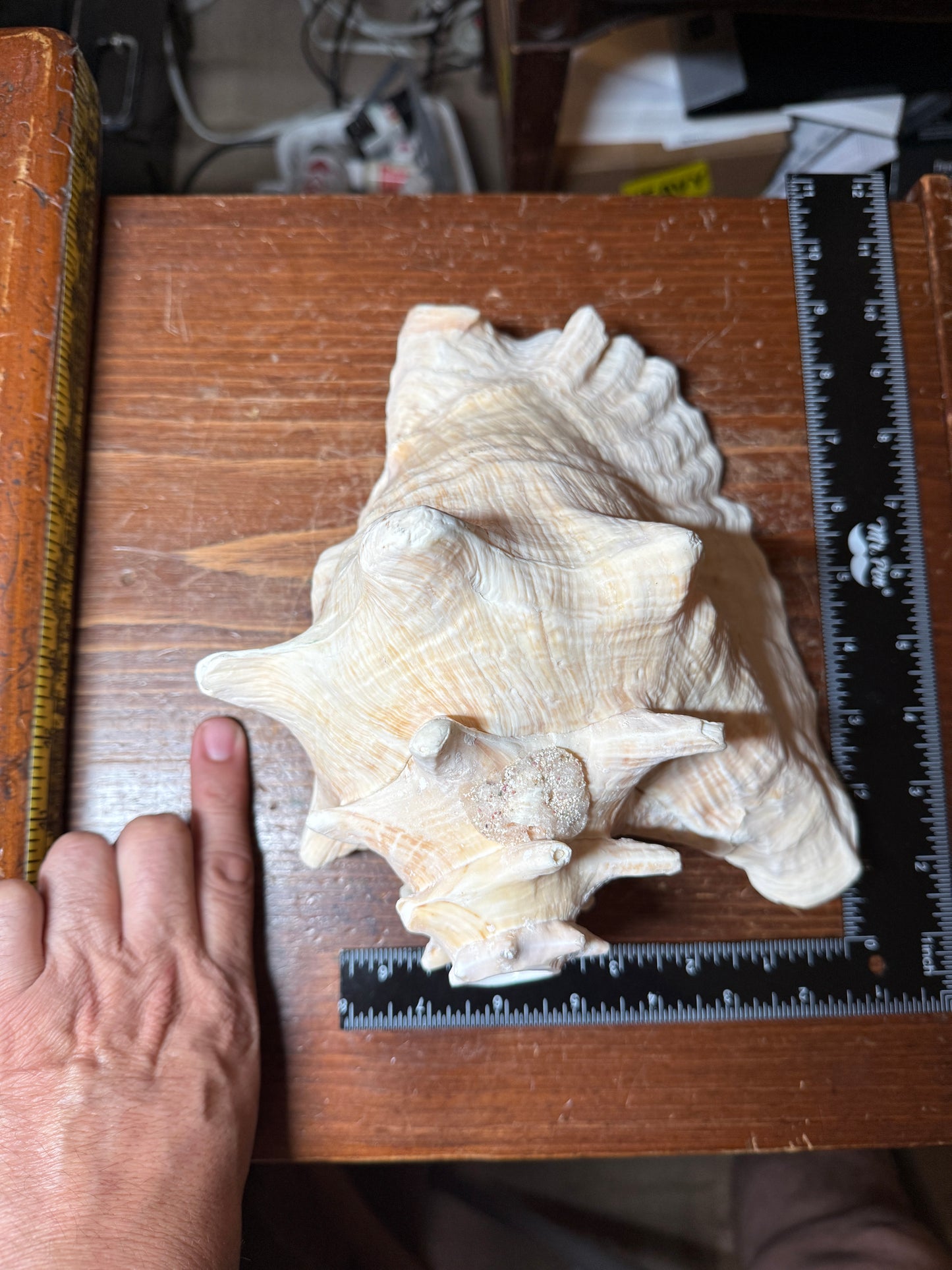 Large Aztec Mayan Mexican Conch Shell Horn - Seashell Trumpet, 9"x7" (#GN9)