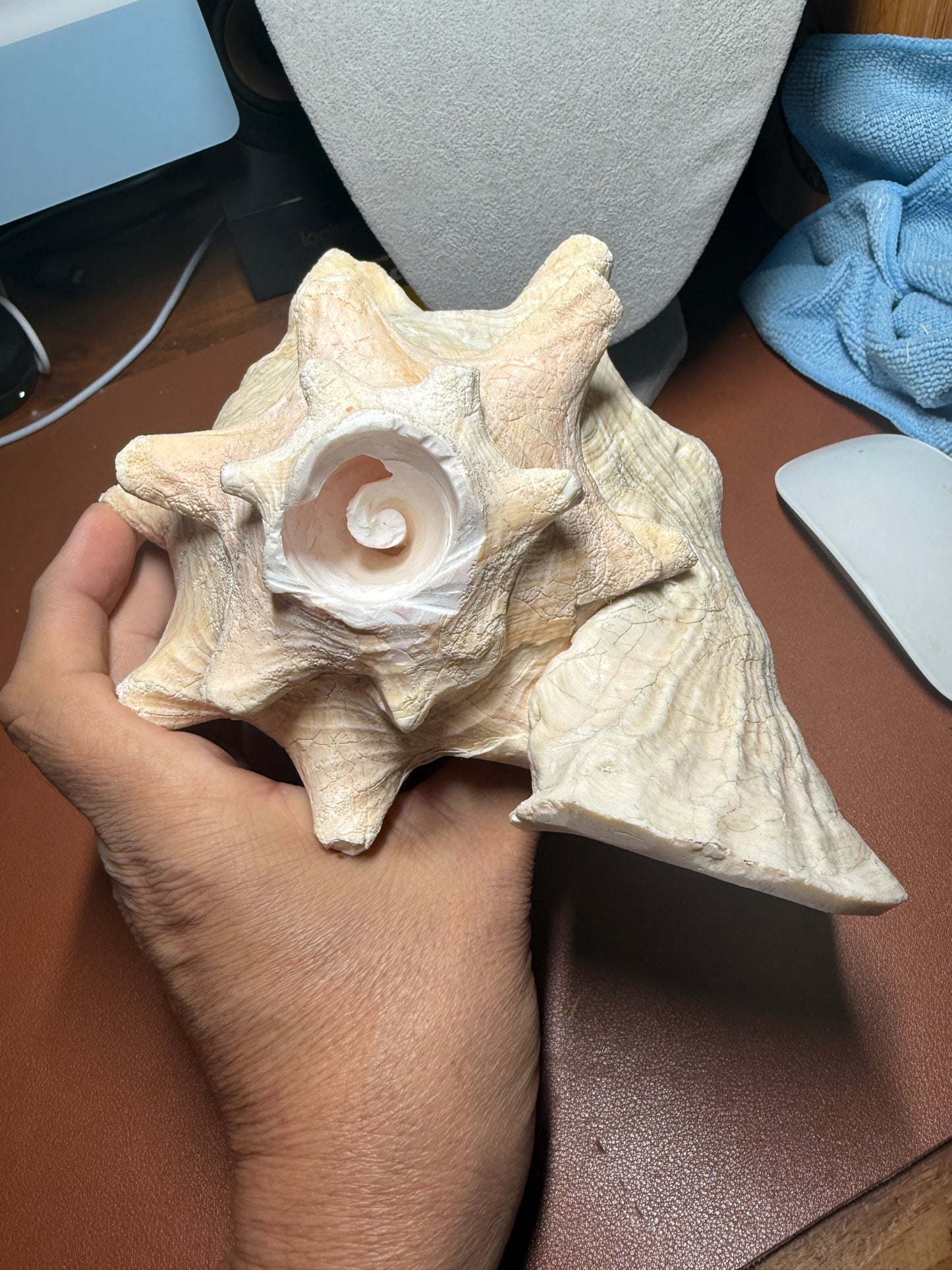 Large Aztec Coyolxauhqui Conch, Moon Milky Way Goddess, Shell Horn, 9", Mexican