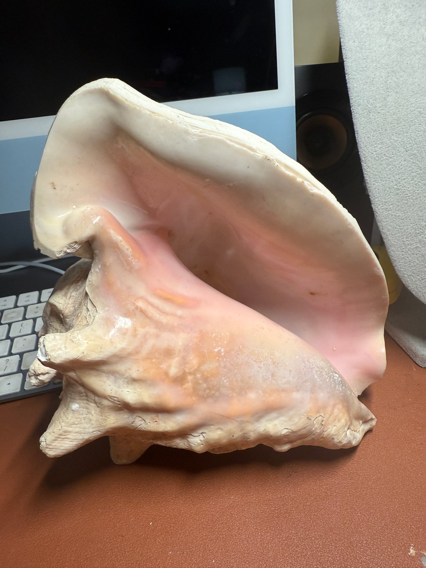 Large Aztec Coyolxauhqui Conch, Moon Milky Way Goddess, Shell Horn, 9", Mexican