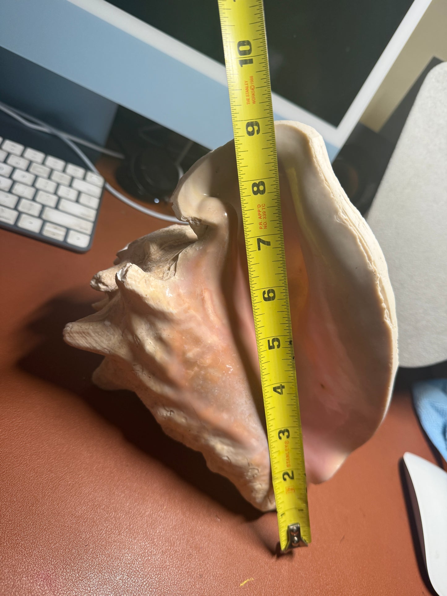 Large Aztec Coyolxauhqui Conch, Moon Milky Way Goddess, Shell Horn, 9", Mexican