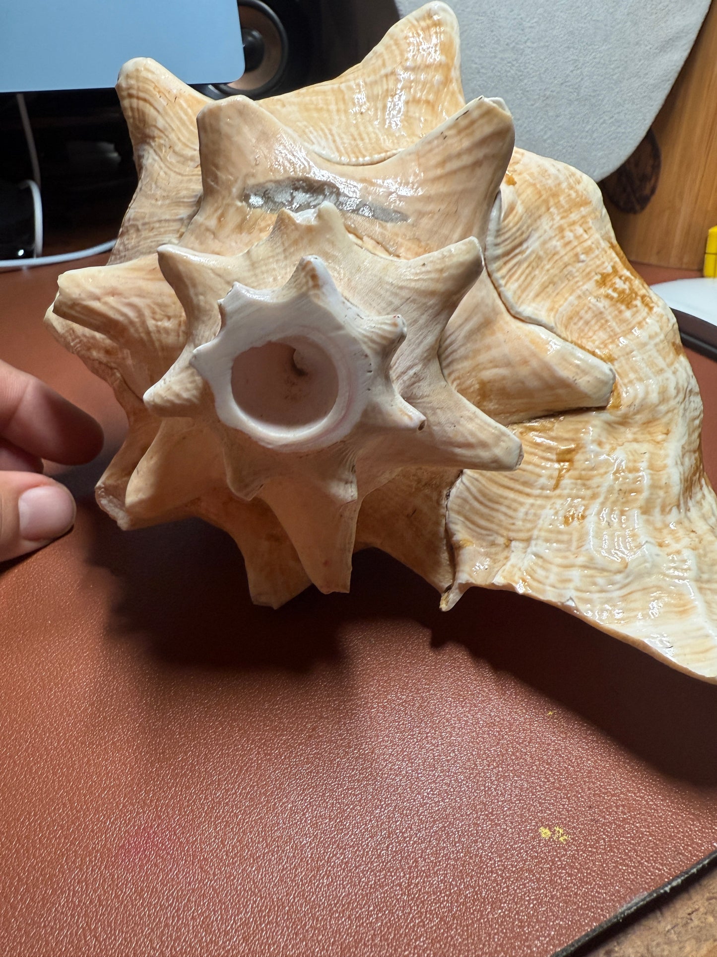 Large Aztec Coatlicue Conch Shell Horn - Seashell Trumpet, 9.5" Hand painted