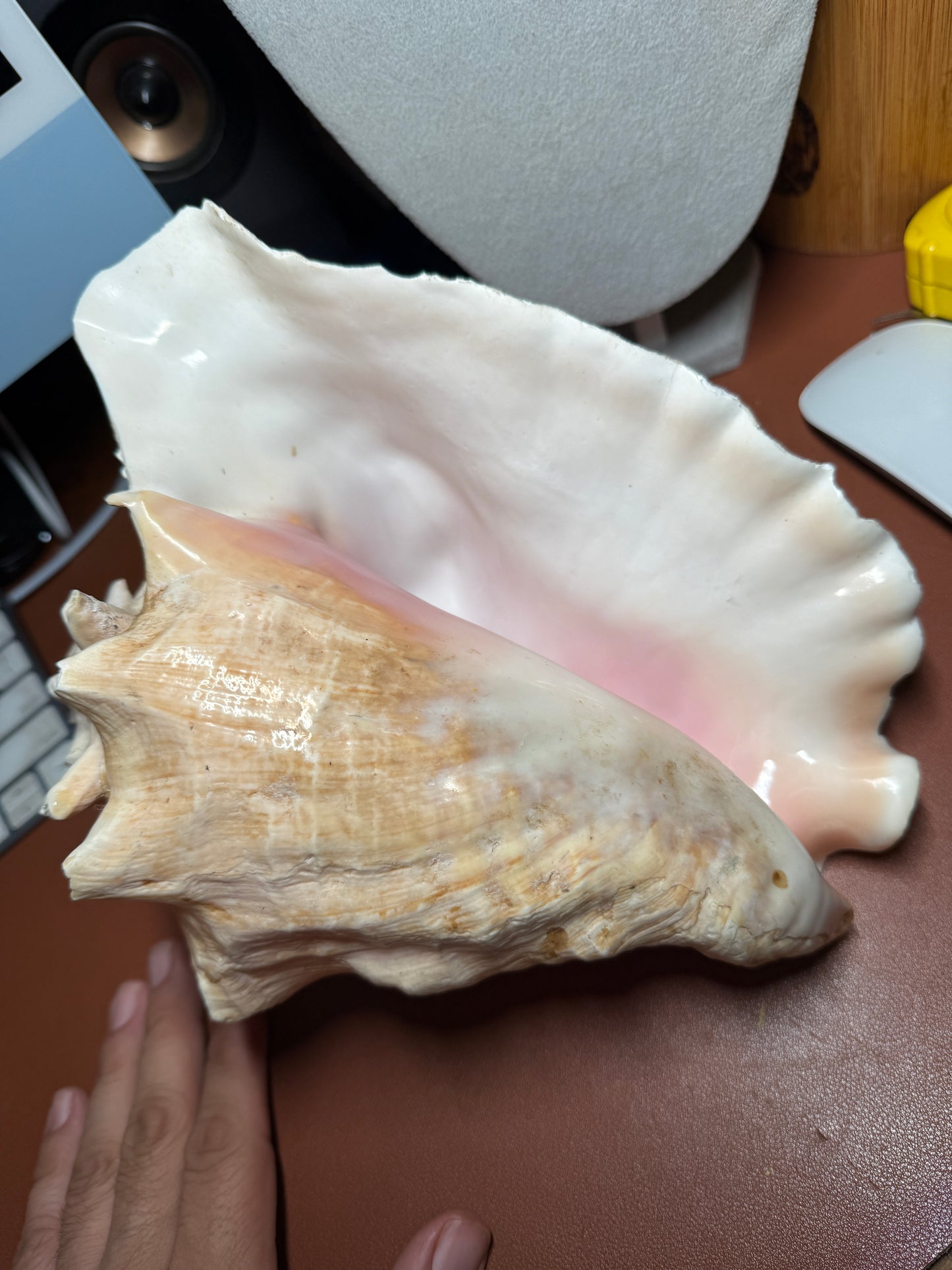 Large Aztec Coatlicue Conch Shell Horn - Seashell Trumpet, 9.5" Hand painted