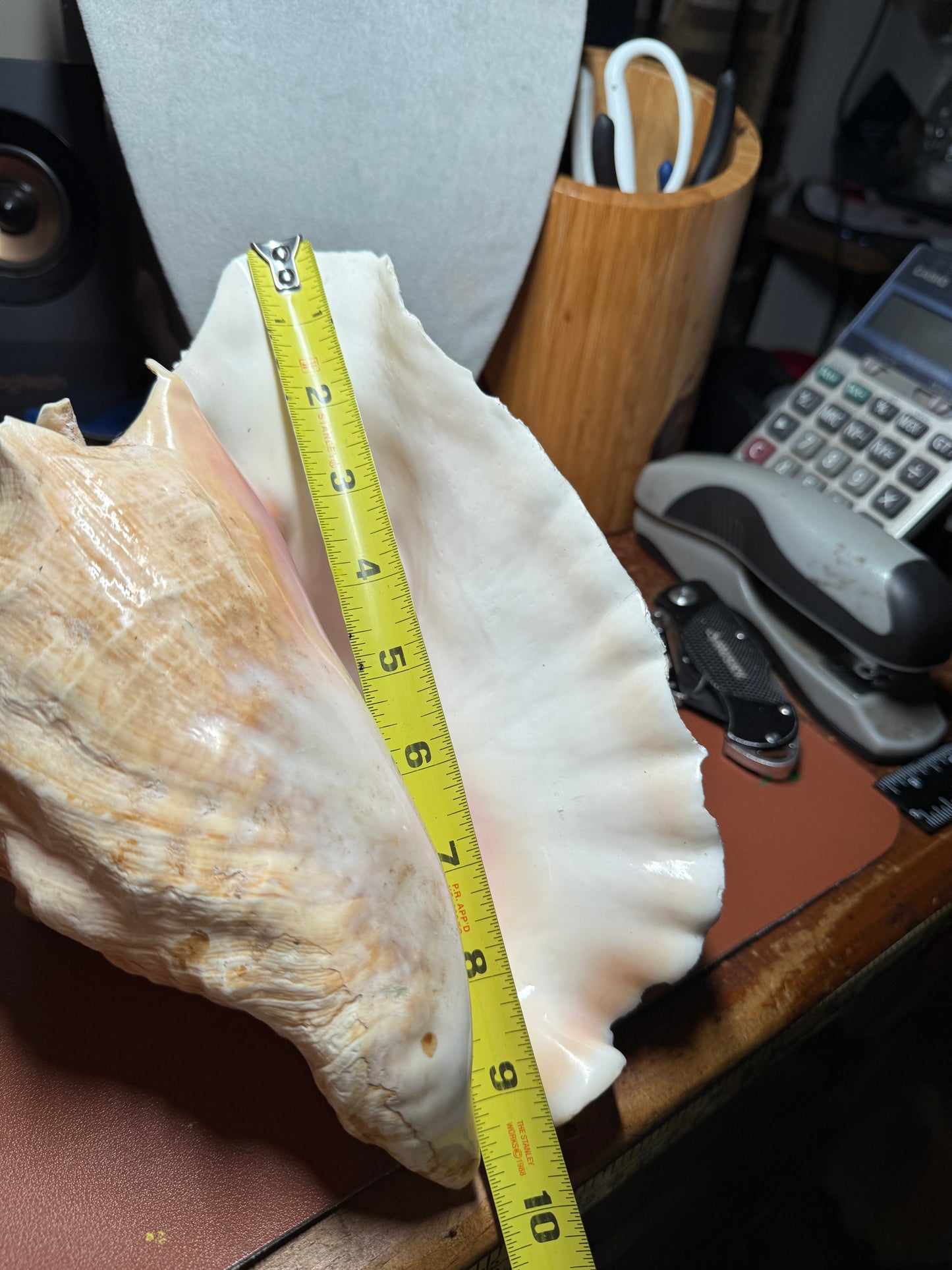 Large Aztec Coatlicue Conch Shell Horn - Seashell Trumpet, 9.5" Hand painted