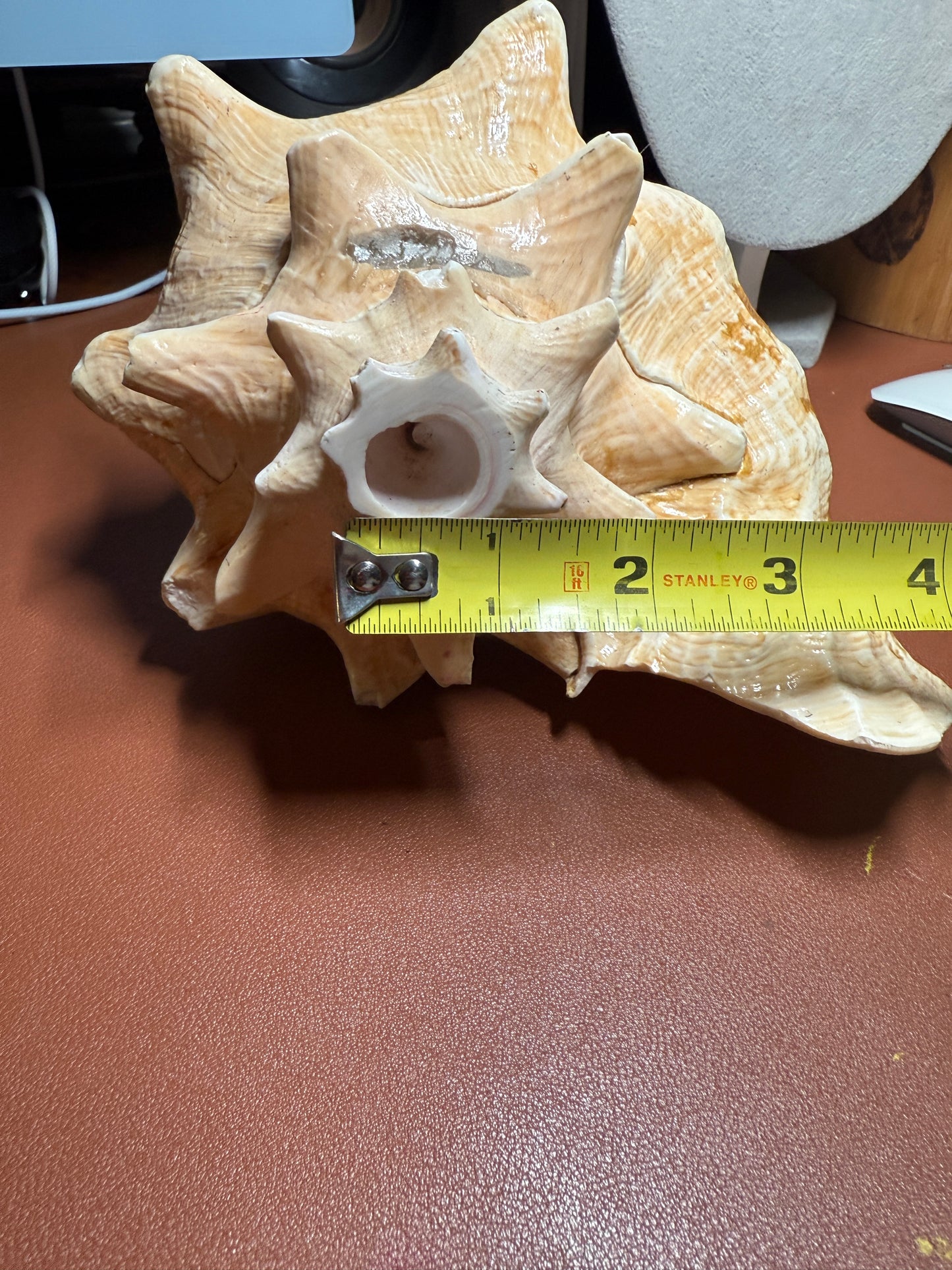 Large Aztec Coatlicue Conch Shell Horn - Seashell Trumpet, 9.5" Hand painted