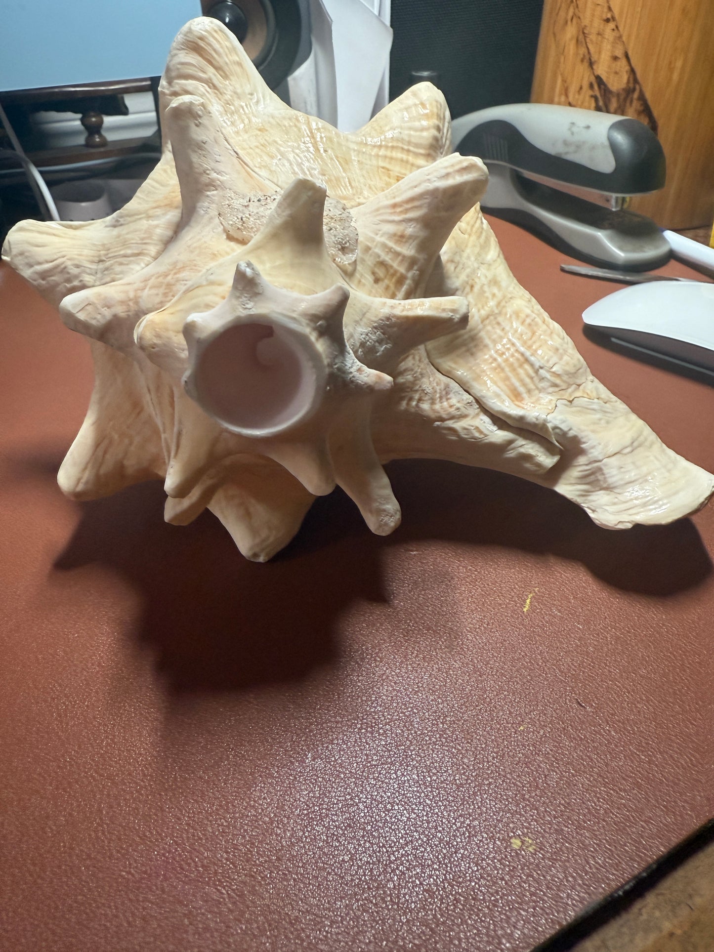 Large Aztec Nahui Ollin Conch Shell Horn Seashell Trumpet, 9" Hand painted Rare