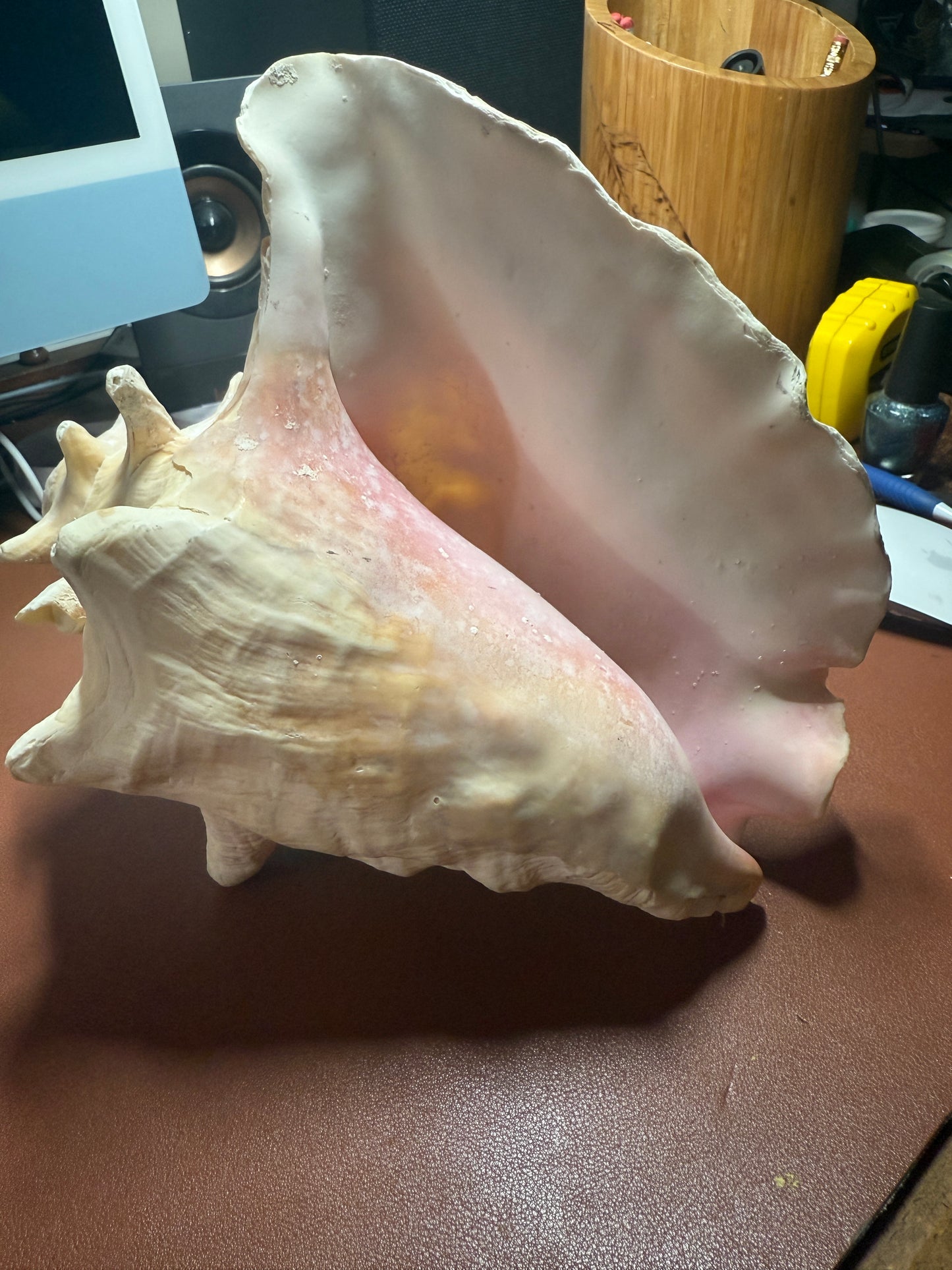 Large Aztec Nahui Ollin Conch Shell Horn Seashell Trumpet, 9" Hand painted Rare