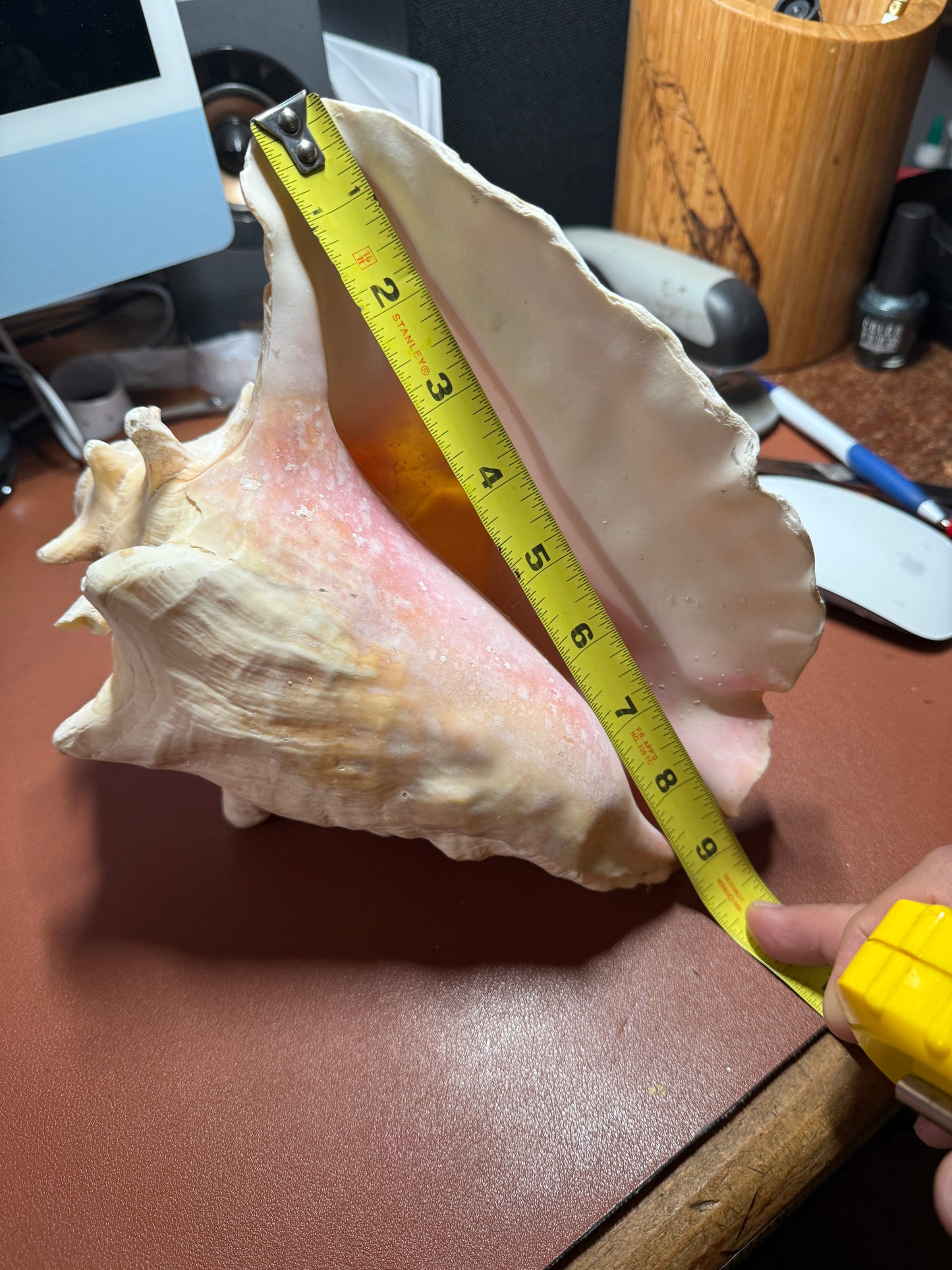 Large Aztec Nahui Ollin Conch Shell Horn Seashell Trumpet, 9" Hand painted Rare