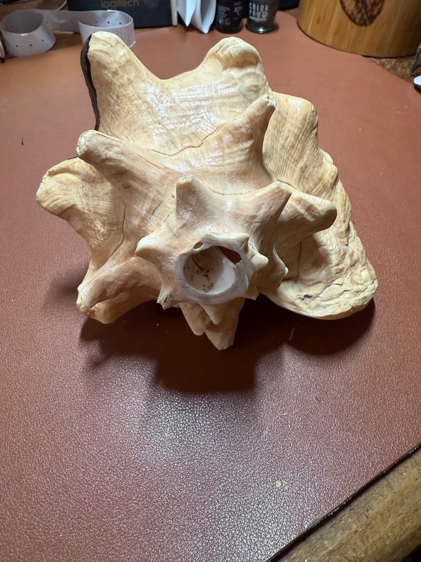 Aztec Map To Azlan Conch Shell Horn - Seashell Trumpet, 7", Mexican
