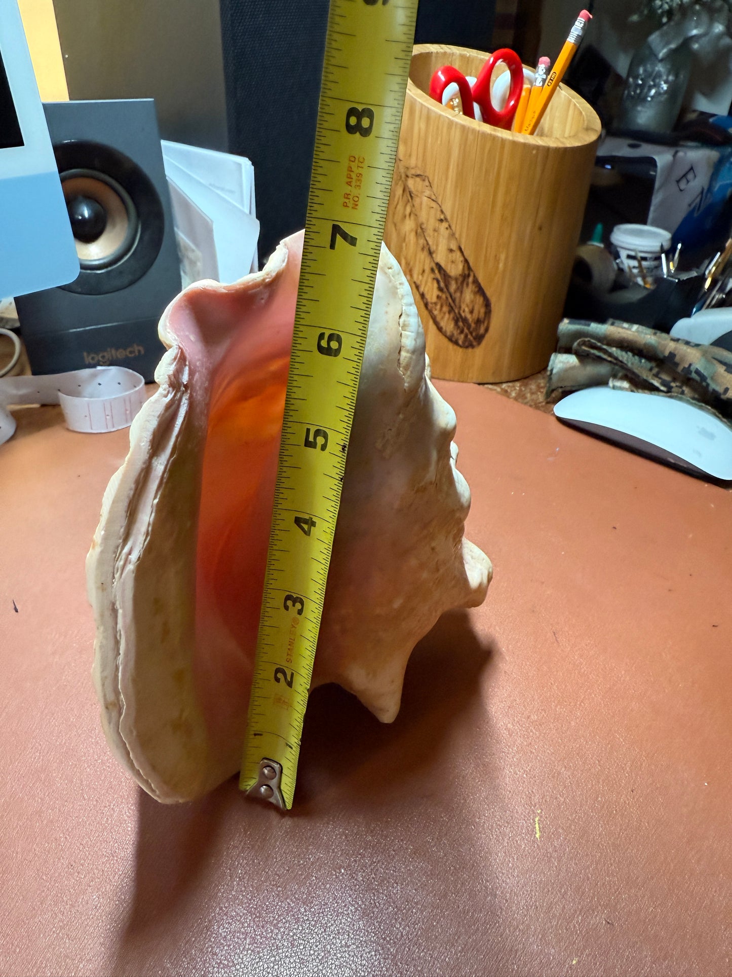 Aztec Map To Azlan Conch Shell Horn - Seashell Trumpet, 7", Mexican, blows, playable