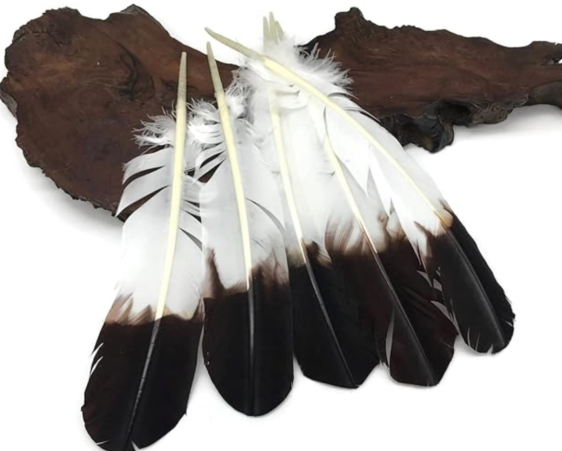 12 Pieces - Brown Tipped Imitation Eagle Turkey Tom Rounds Secondary Wing Quill Feathers Native American