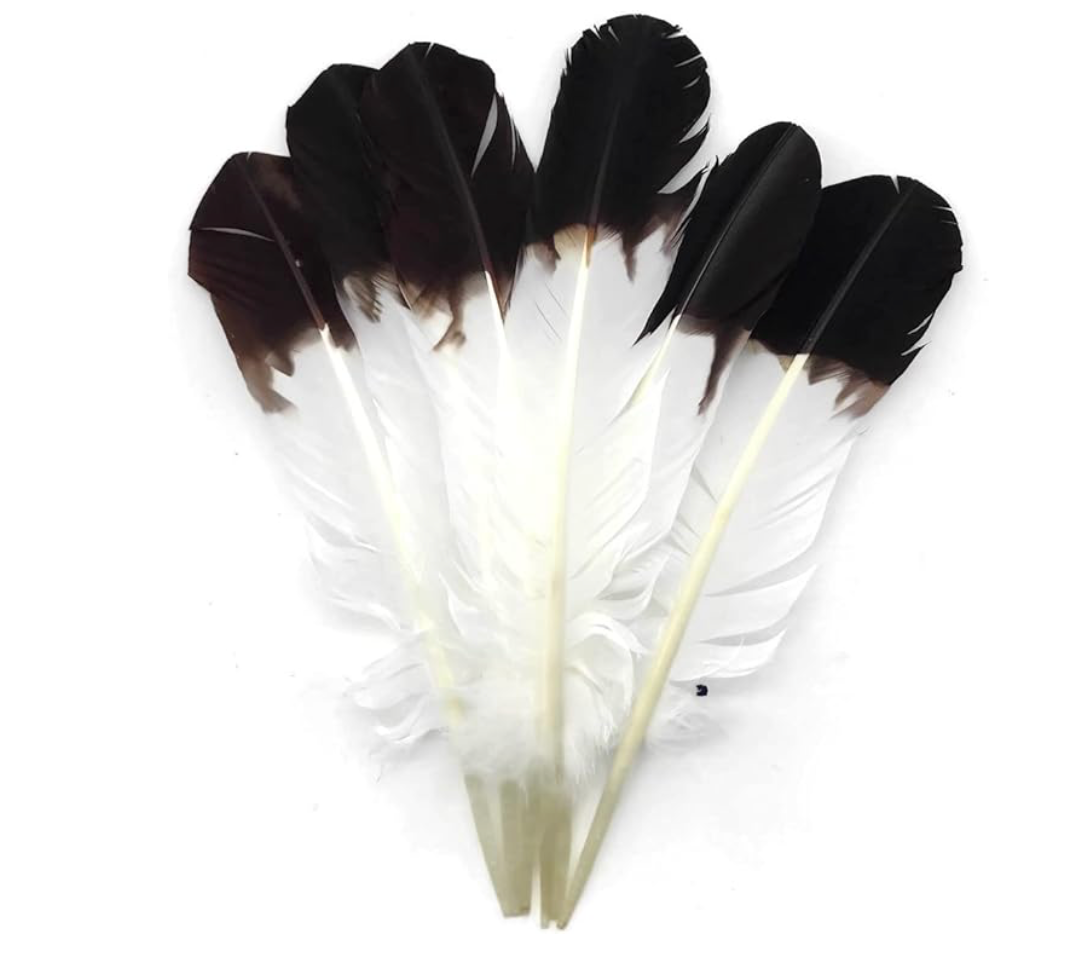 12 Pieces - Brown Tipped Imitation Eagle Turkey Tom Rounds Secondary Wing Quill Feathers Native American