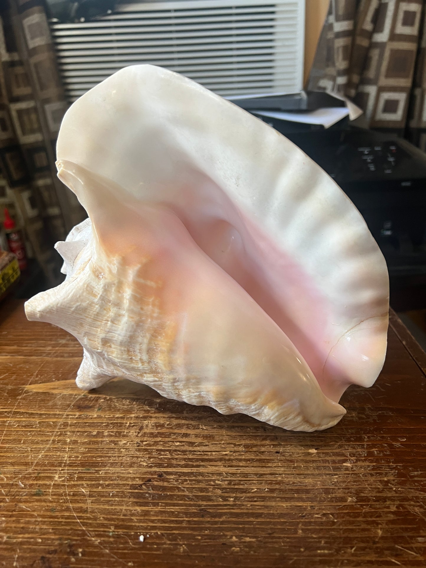 Aztec Conch Shell Trumpet, Painted White, Trumpet, Loud, 9.5" Repaired (FX)