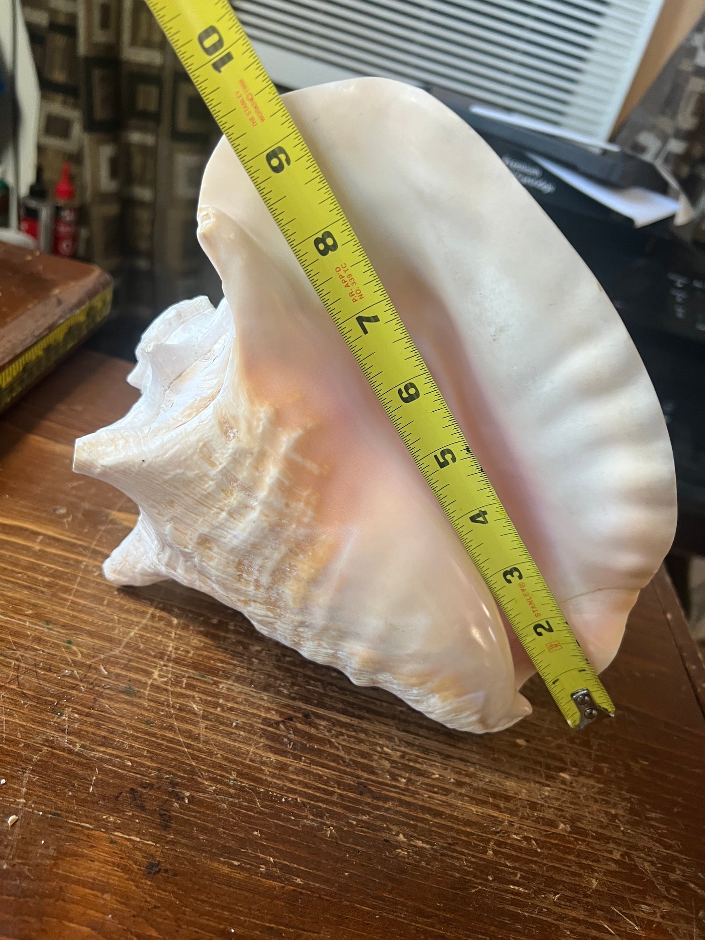 Aztec Conch Shell Trumpet, Painted White, Trumpet, Loud, 9.5" Repaired (FX)