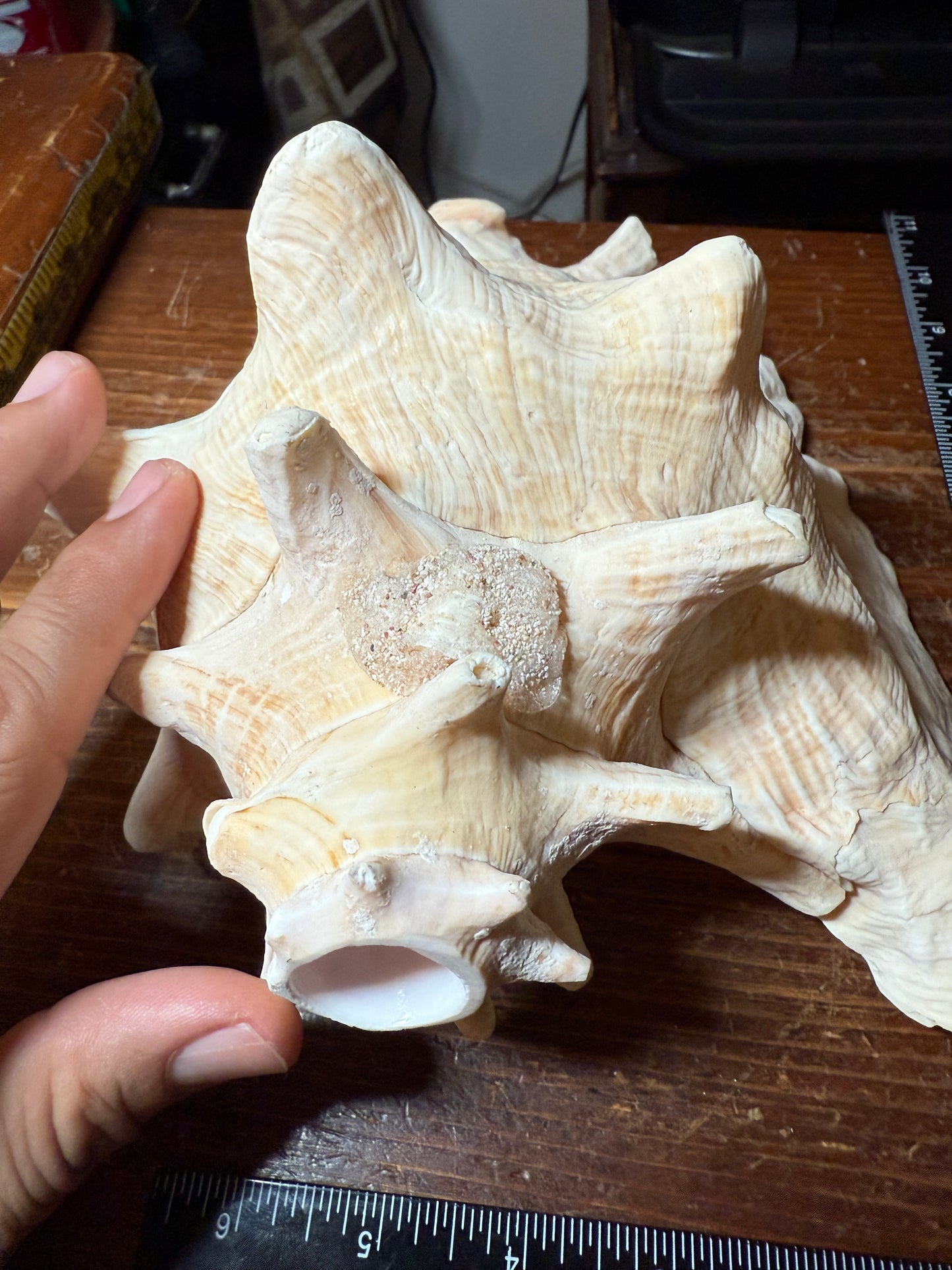 Large Aztec Mayan Mexican Conch Shell Horn - Seashell Trumpet, 9"x7" (#GN9)
