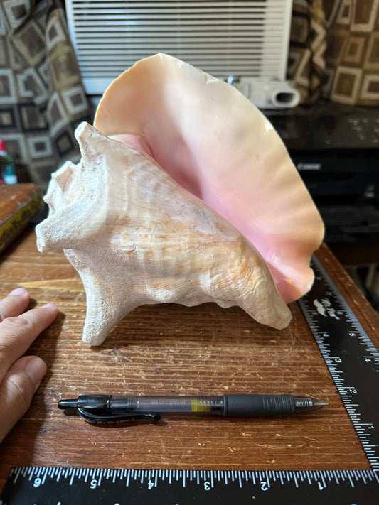 Large Aztec Mayan Mexican Conch Shell Horn - Seashell Trumpet, 8"x7" (#PK8)