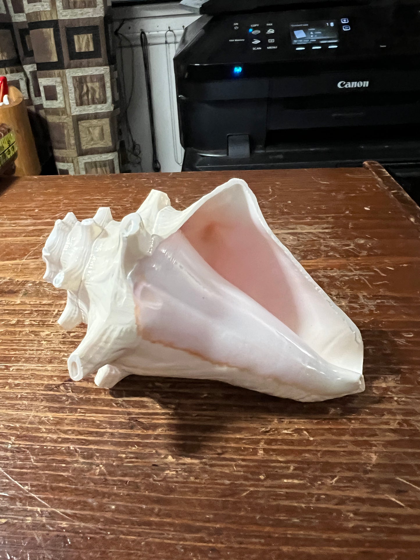 Aztec Conch Shell Trumpet, Natural White, Trumpet, 5" x 3" (Small) from Mexico