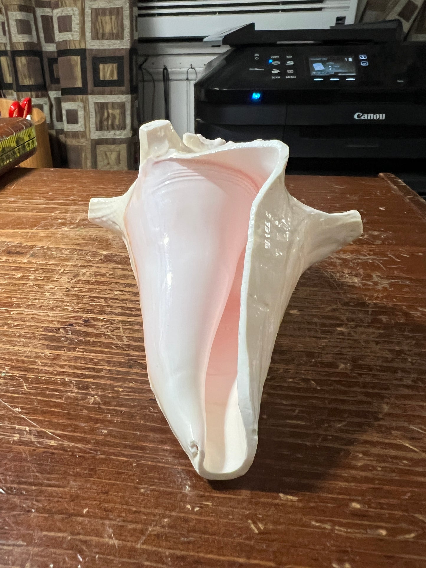 Aztec Conch Shell Trumpet, Natural White, Trumpet, 5" x 3" (Small) from Mexico