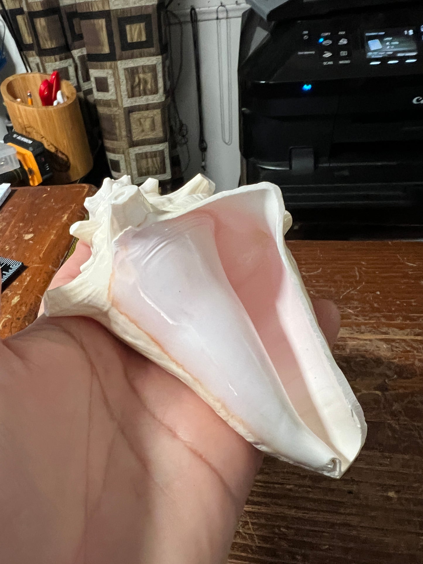 Aztec Conch Shell Trumpet, Natural White, Trumpet, 5" x 3" (Small) from Mexico