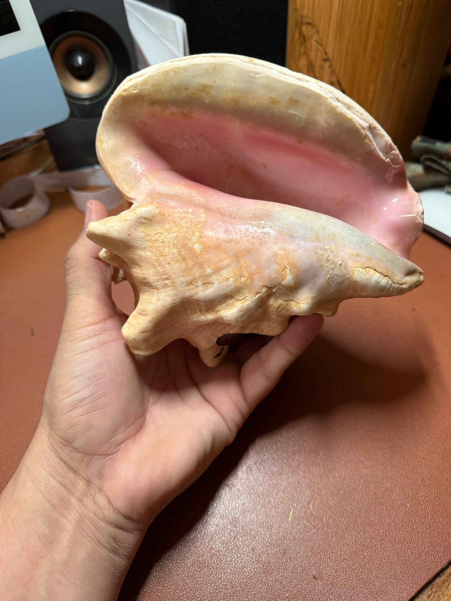Aztec Map To Azlan Conch Shell Horn - Seashell Trumpet, 7", Mexican