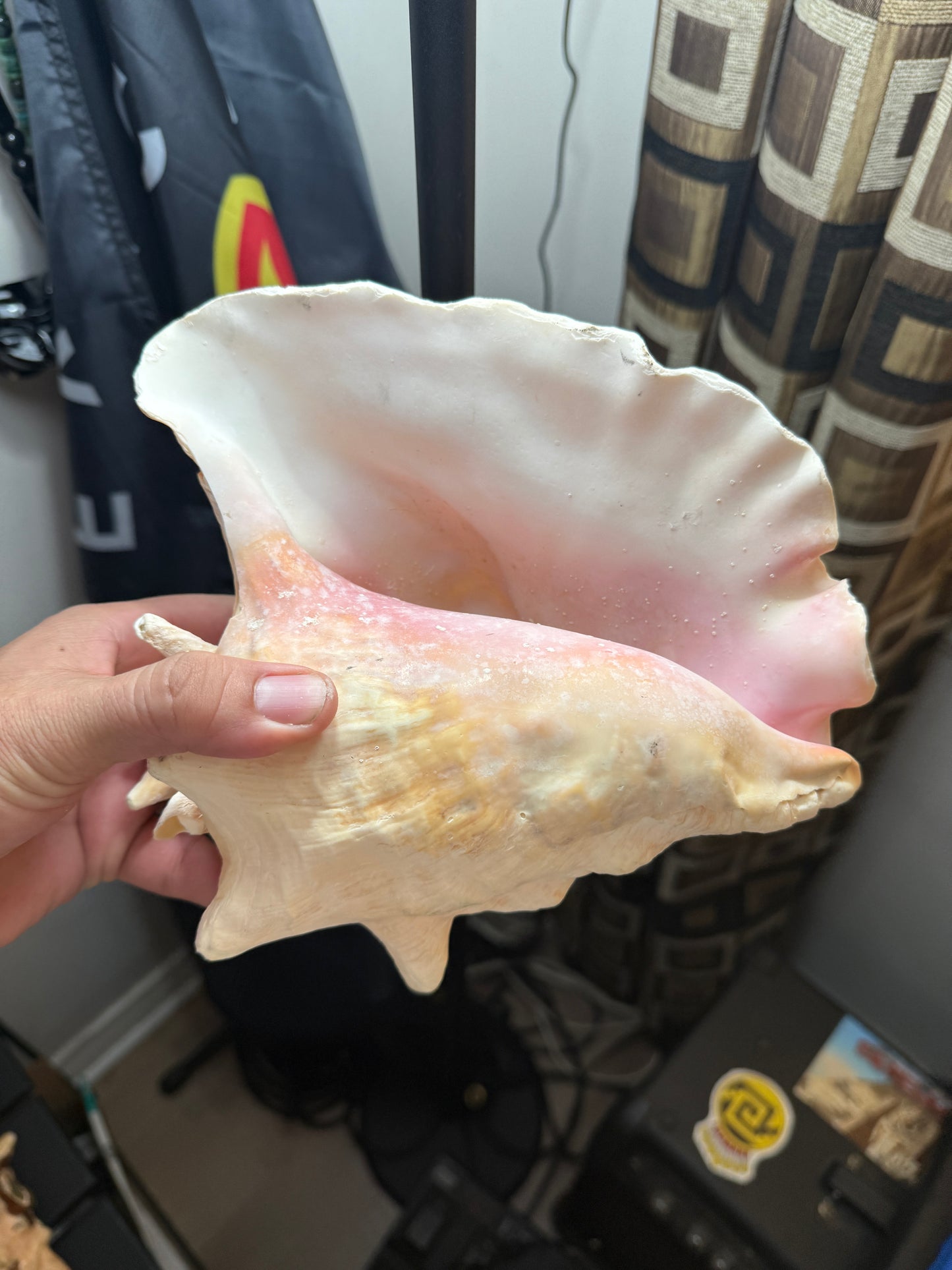 Large Aztec Nahui Ollin Conch Shell Horn Seashell Trumpet, 9" Hand painted Rare