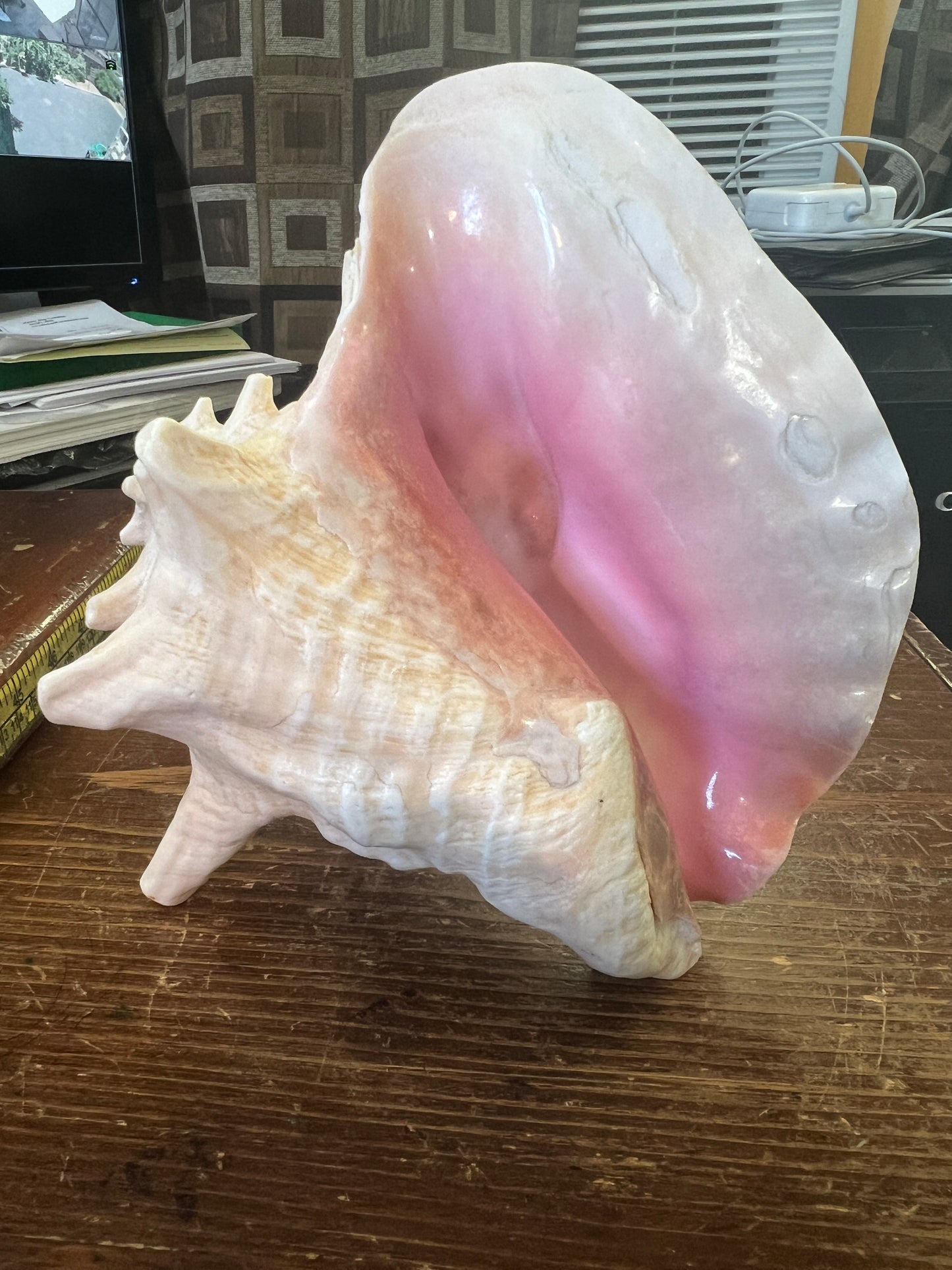 Aztec Conch Shell Trumpet, Mayan Conch Trumpet, Mexico, Mexican, Ancient, Instruments, tooled and tested, 8in.