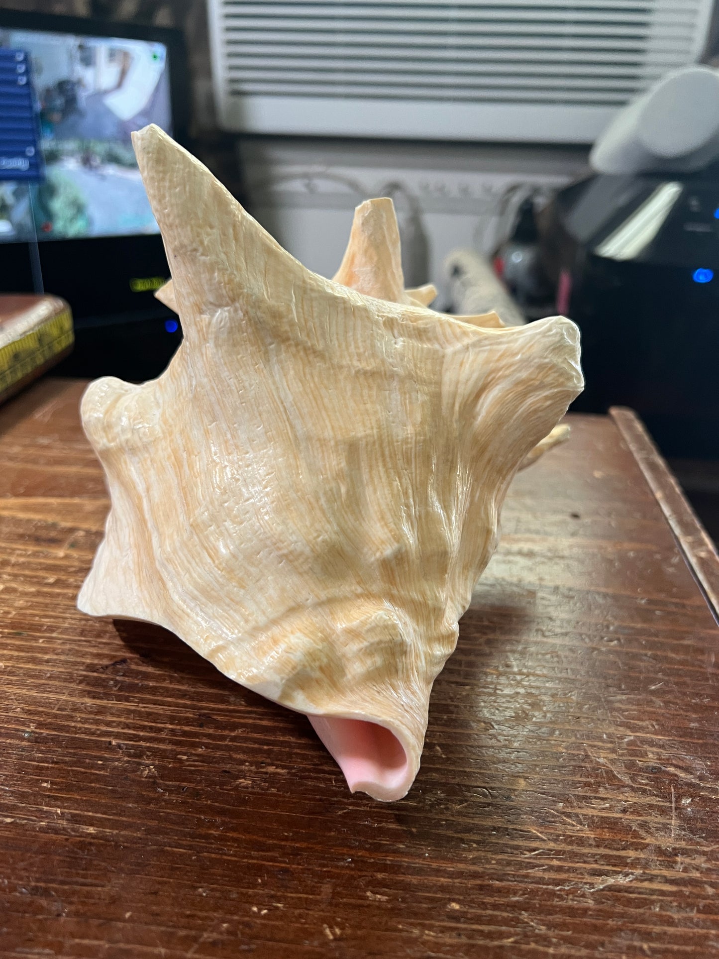 Aztec Conch Shell Trumpet, Mayan Conch Trumpet, Mexico, Mexican, Ancient, Instruments, tooled and tested, 7.5in. (S3/4)