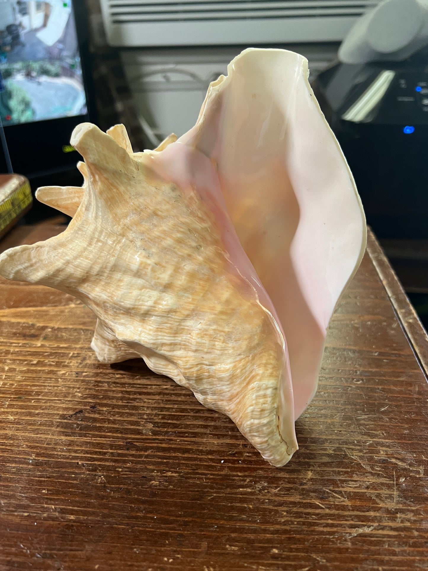 Aztec Conch Shell Trumpet, Mayan Conch Trumpet, Mexico, Mexican, Ancient, Instruments, tooled and tested, 7.5in. (S3/4)