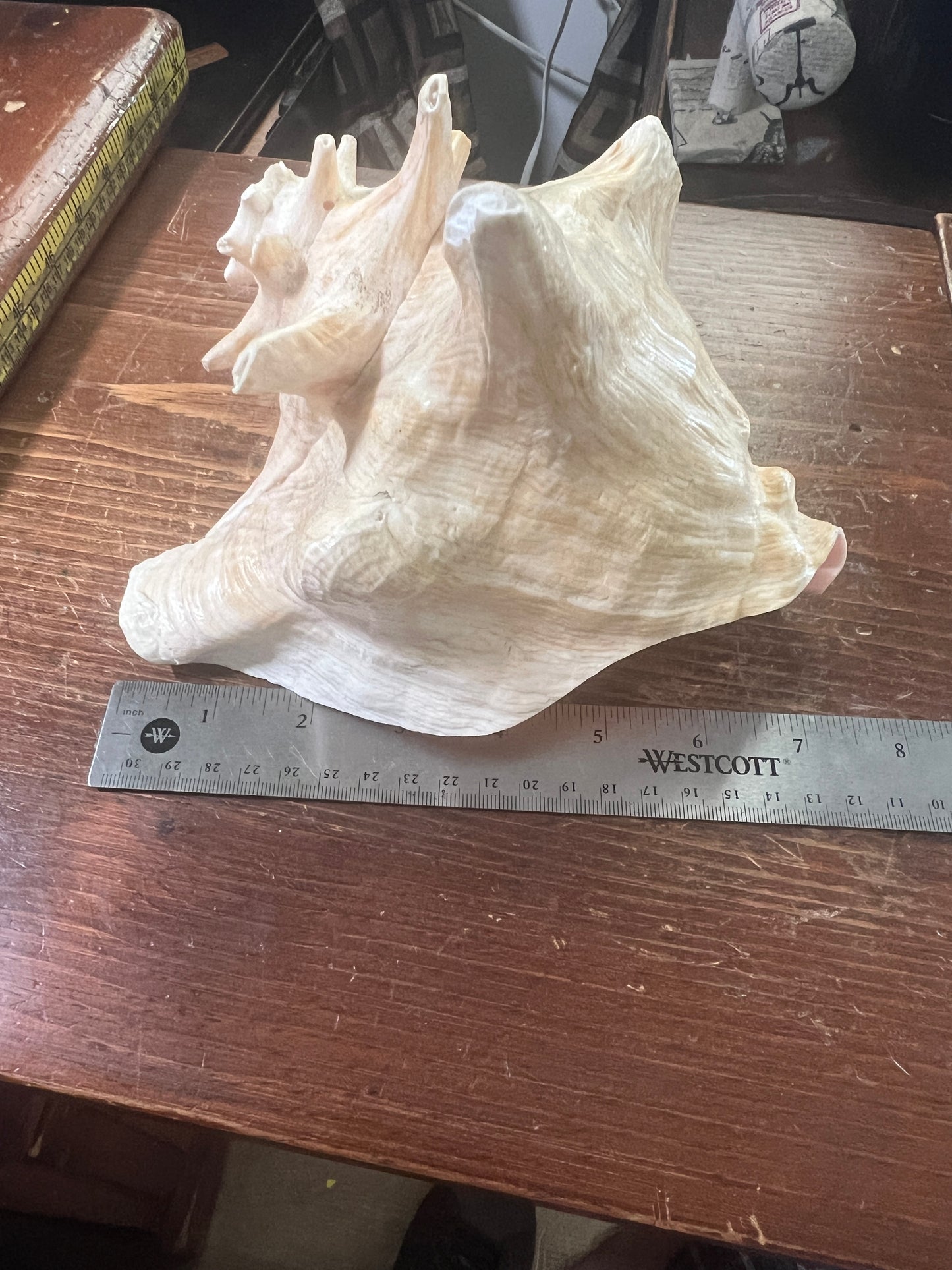 Aztec Conch Shell Trumpet, Mayan Conch Trumpet, Mexico, Mexican, Ancient, Instruments, tooled and tested, 7.5in. (S3/4)