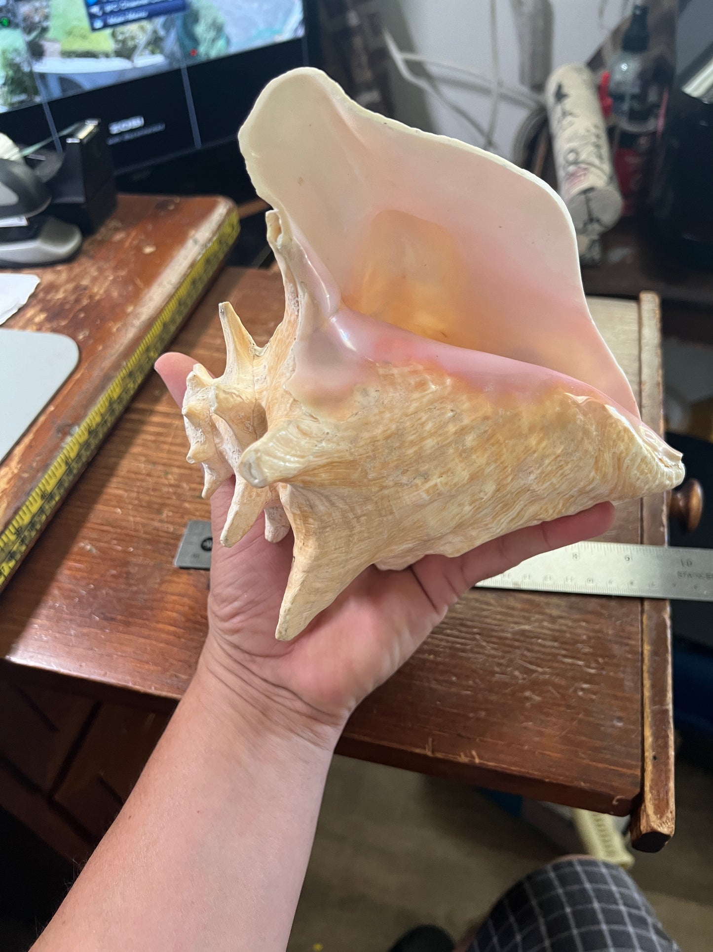 Aztec Conch Shell Trumpet, Mayan Conch Trumpet, Mexico, Mexican, Ancient, Instruments, tooled and tested, 7.5in. (S3/4)