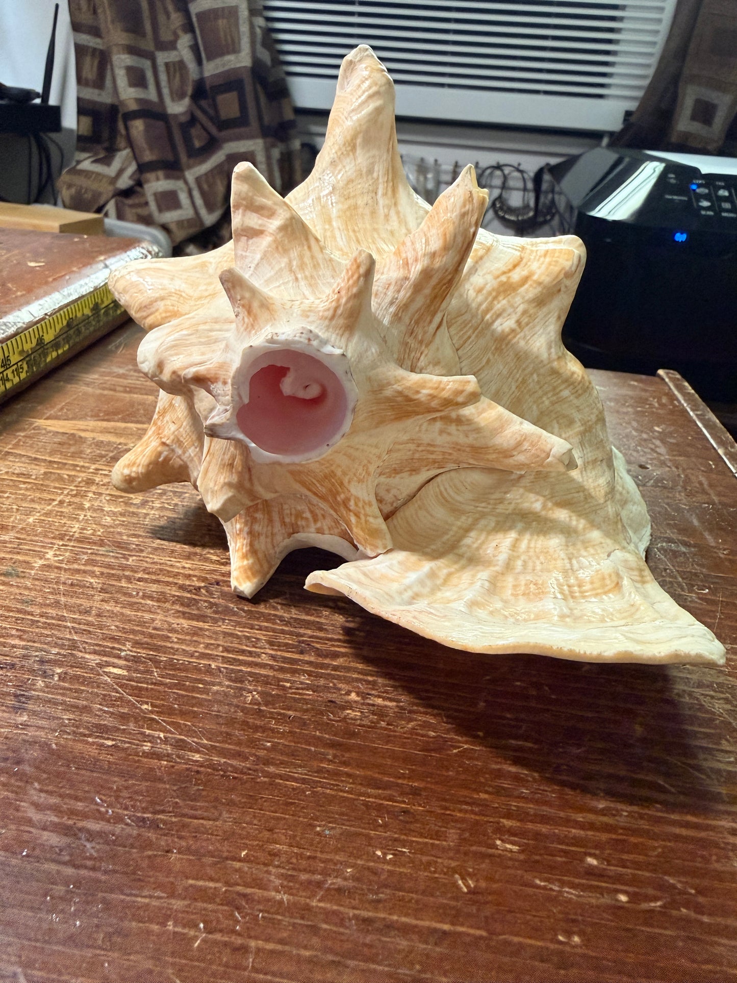 Large Conch Shell Horn - Seashell Trumpet, 9.5", Aztec, Mayan, Mexican, Playable, Ceremony