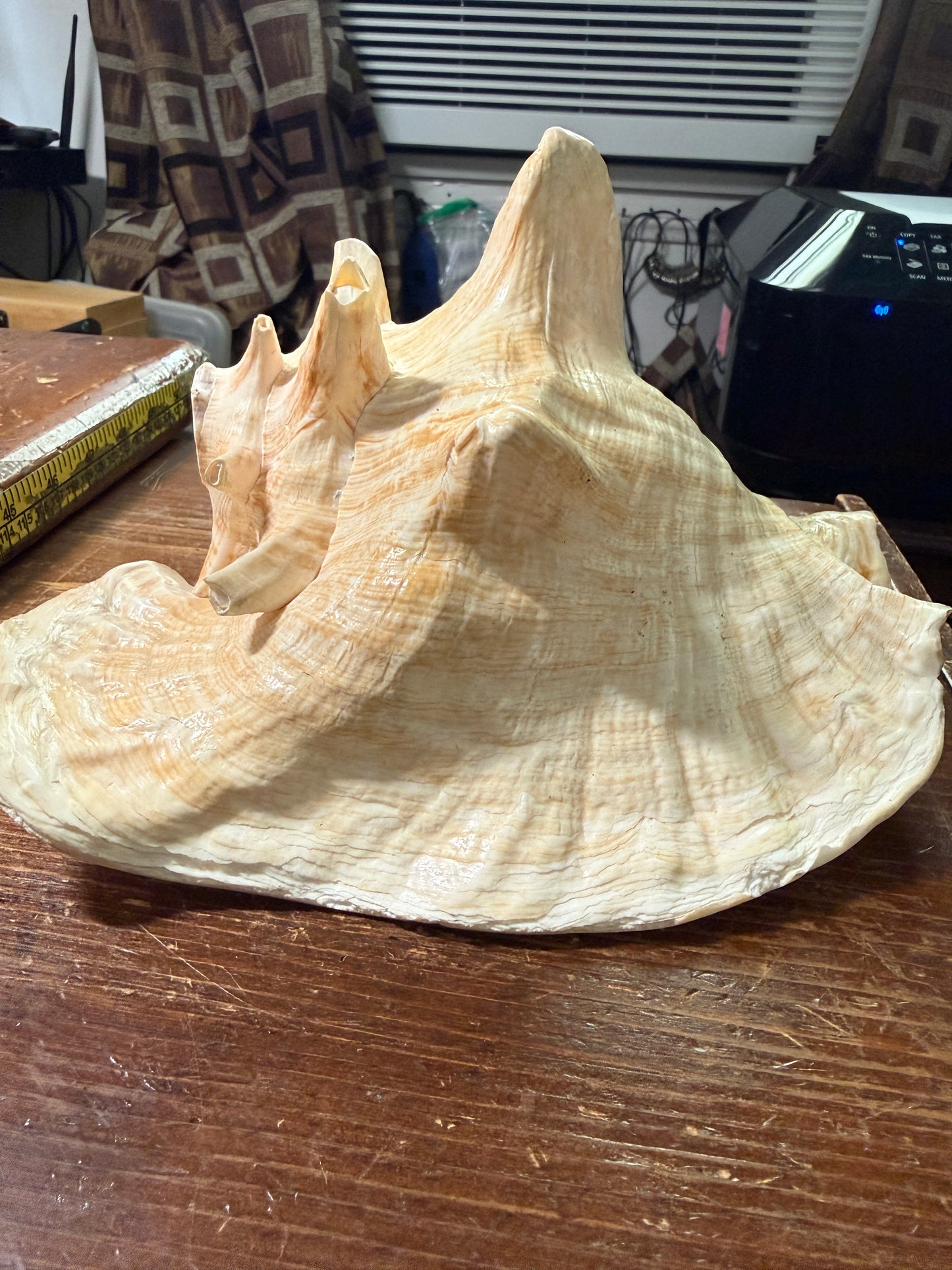 Large Conch Shell Horn - Seashell Trumpet, 9.5", Aztec, Mayan, Mexican, Playable, Ceremony