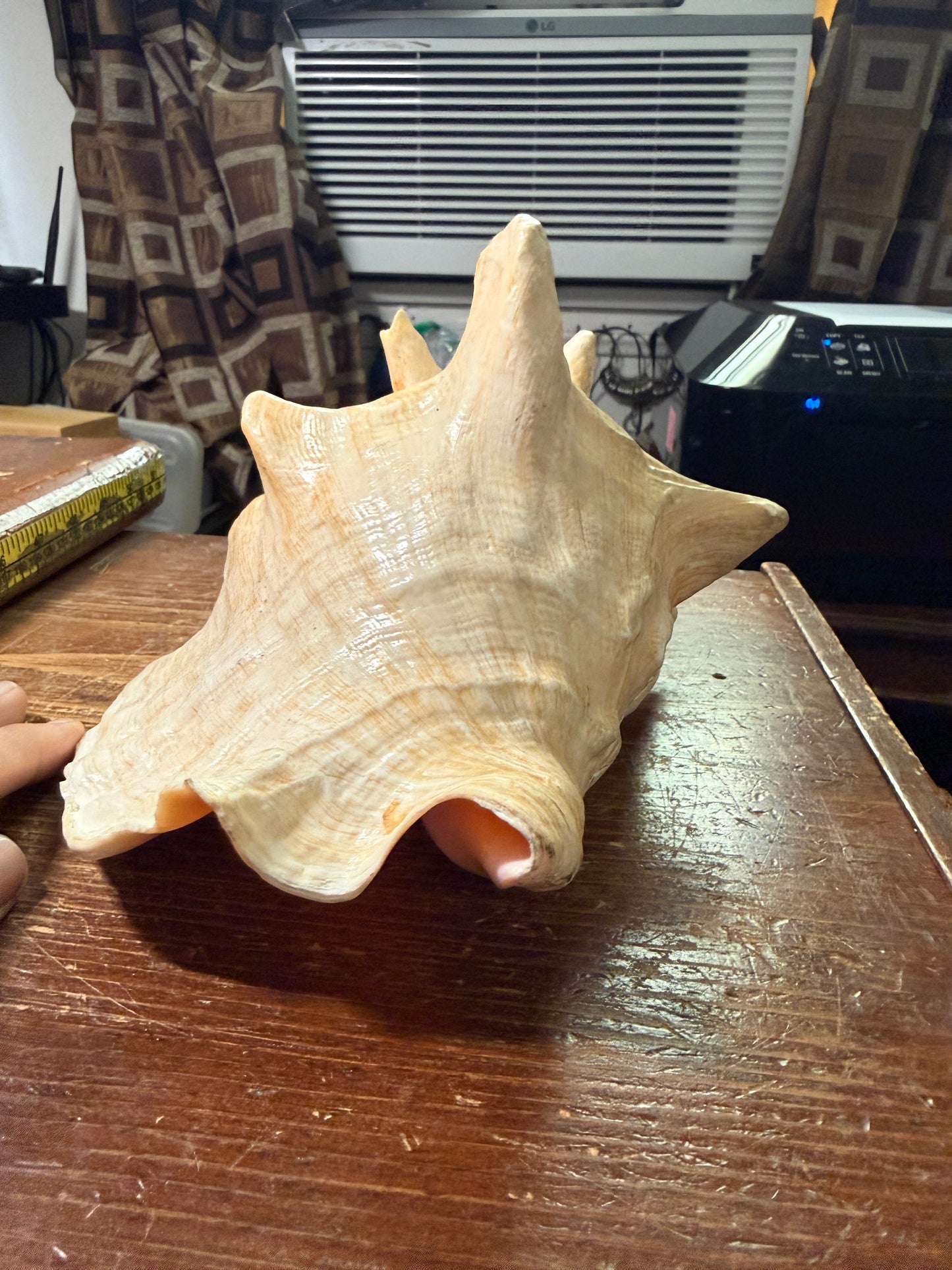Large Conch Shell Horn - Seashell Trumpet, 9.5", Aztec, Mayan, Mexican, Playable, Ceremony