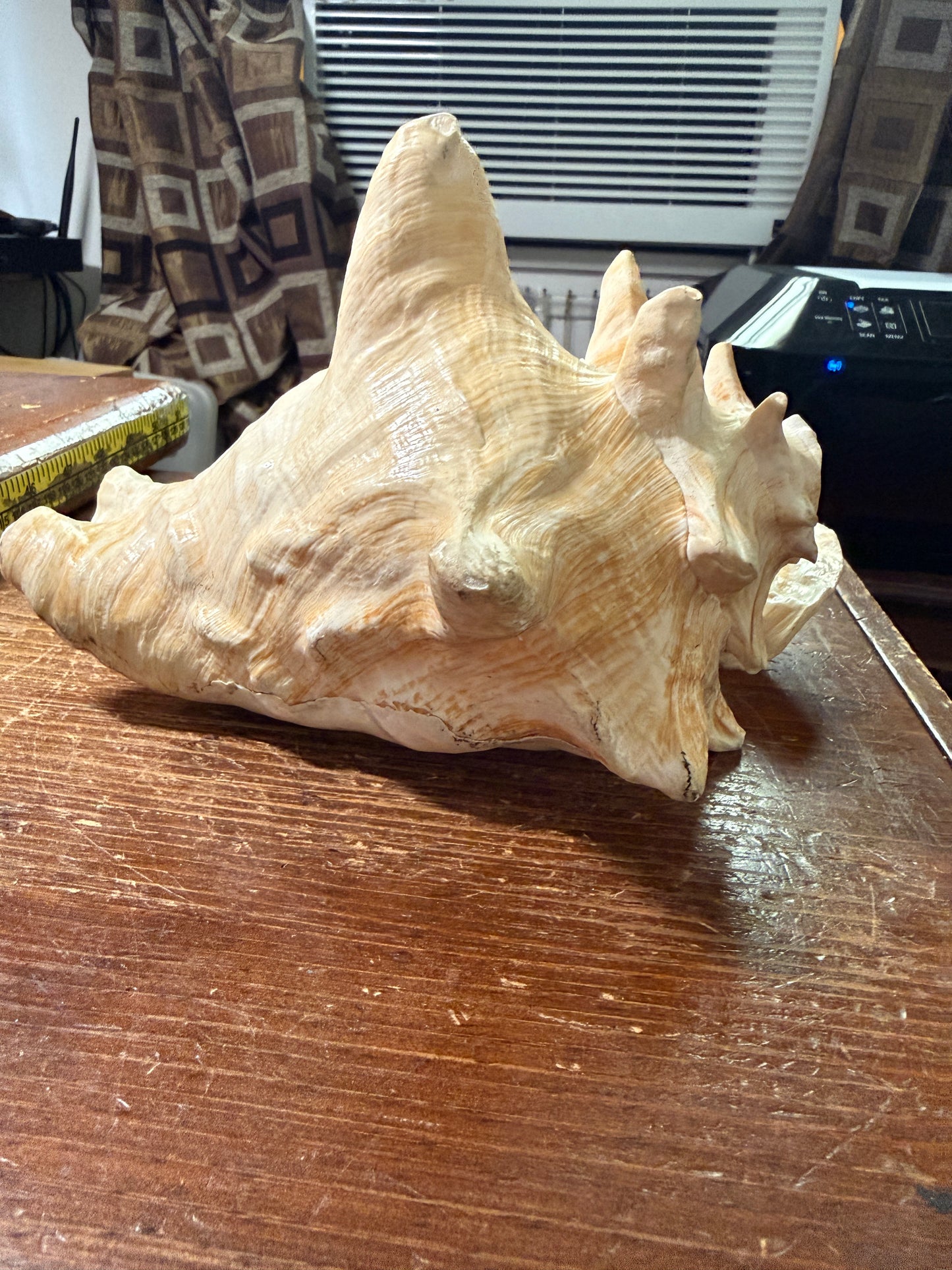 Large Conch Shell Horn - Seashell Trumpet, 9.5", Aztec, Mayan, Mexican, Playable, Ceremony
