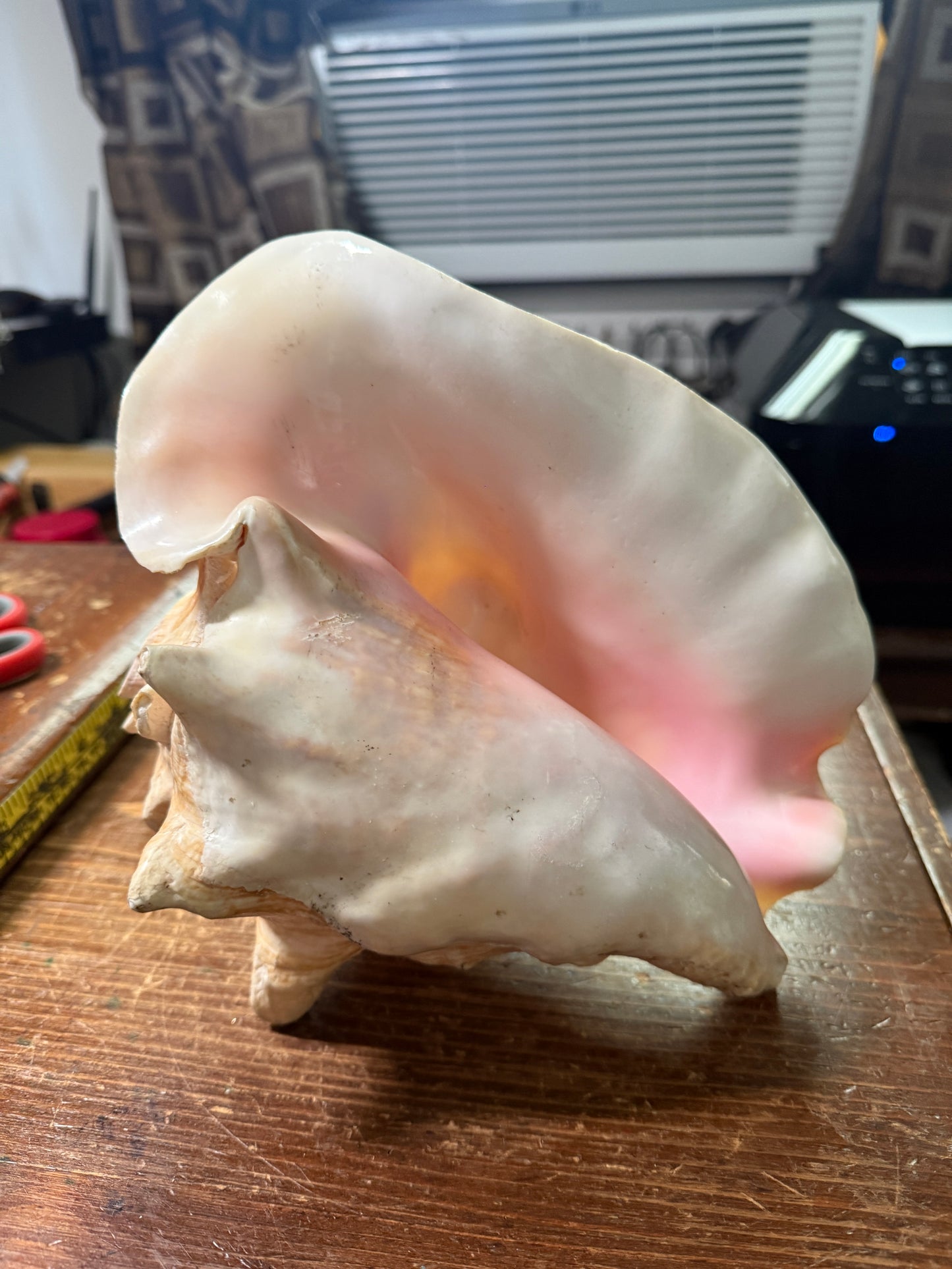 Large Conch Shell Horn - Seashell Trumpet, 9.5", Aztec, Mayan, Mexican, Playable, Ceremony