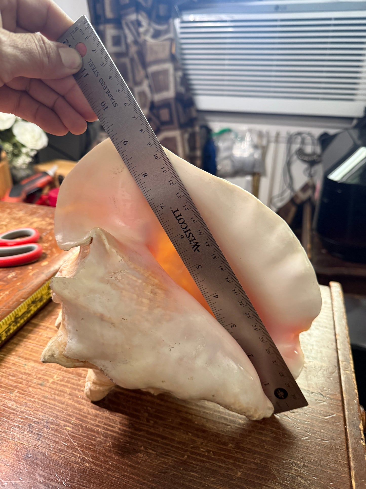 Large Conch Shell Horn - Seashell Trumpet, 9.5", Aztec, Mayan, Mexican, Playable, Ceremony