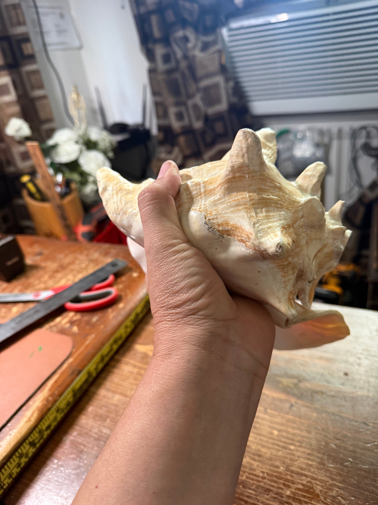 Large Conch Shell Horn - Seashell Trumpet, 9.5", Aztec, Mayan, Mexican, Playable, Ceremony