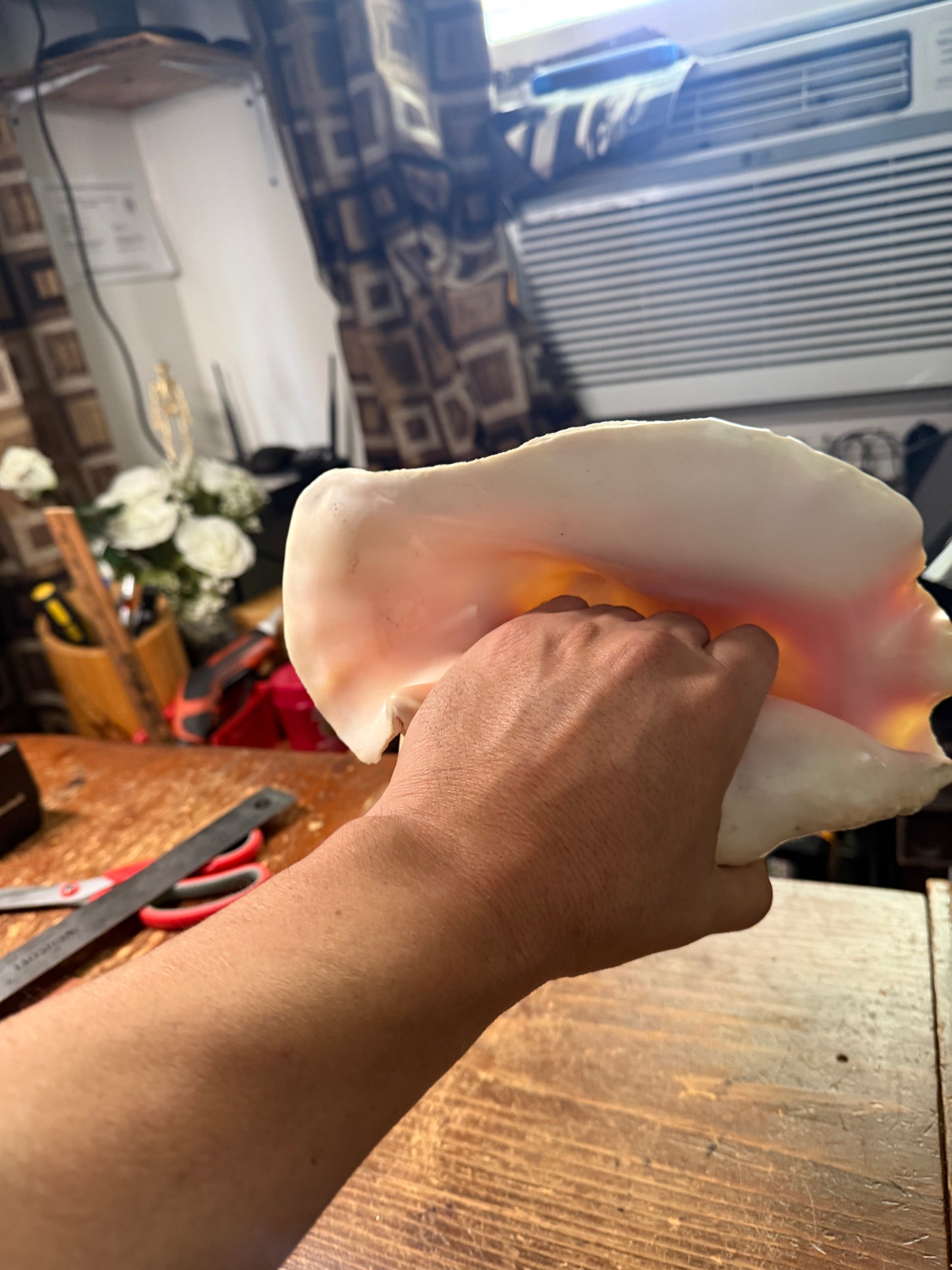 Large Conch Shell Horn - Seashell Trumpet, 9.5", Aztec, Mayan, Mexican, Playable, Ceremony