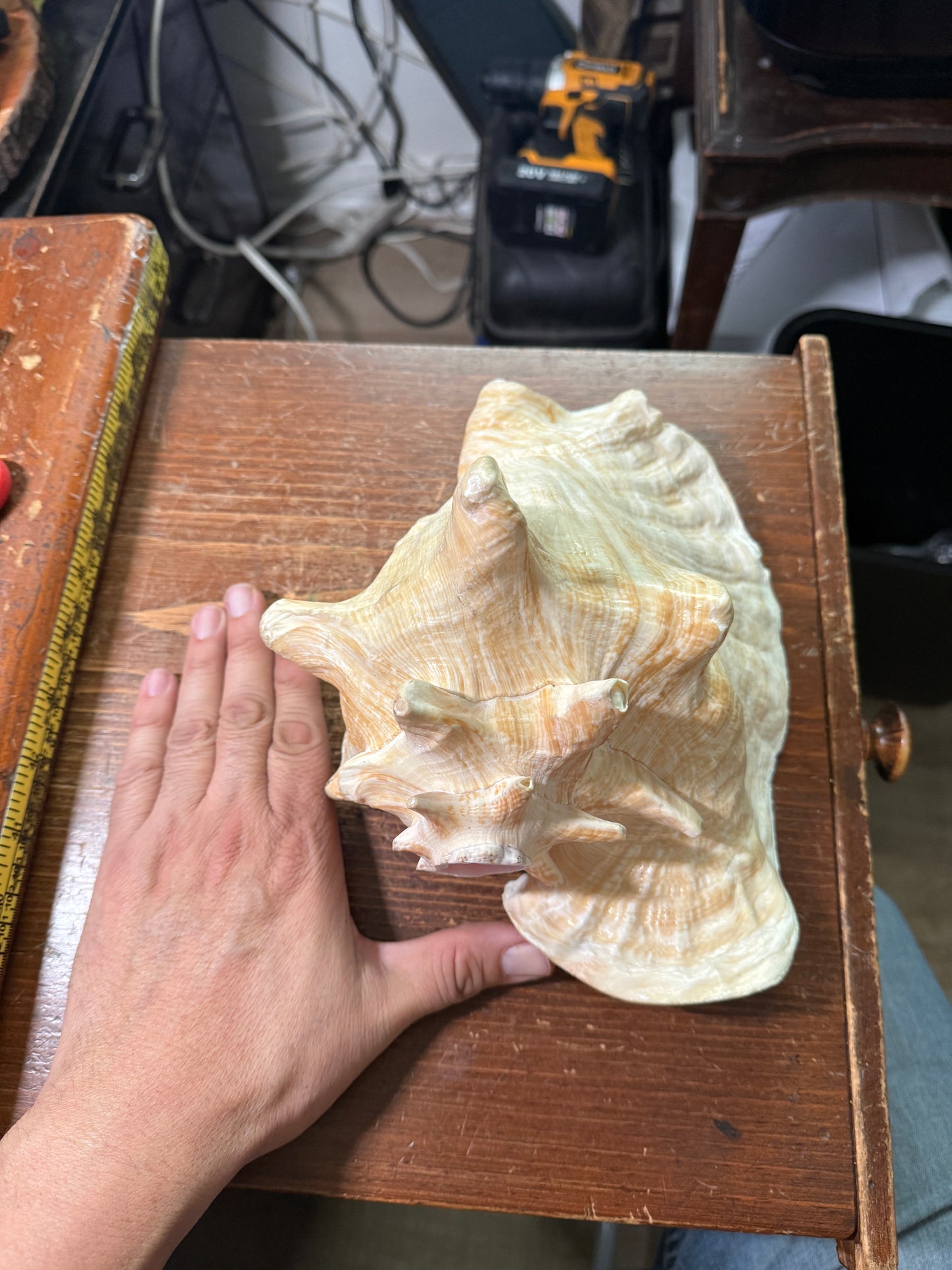 Large Conch Shell Horn - Seashell Trumpet, 9.5", Aztec, Mayan, Mexican, Playable, Ceremony