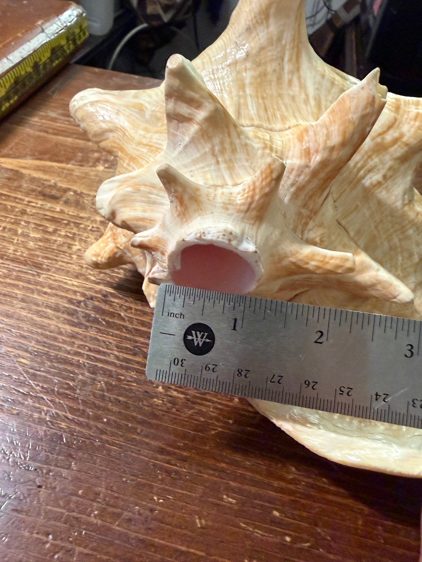 Large Conch Shell Horn - Seashell Trumpet, 9.5", Aztec, Mayan, Mexican, Playable, Ceremony